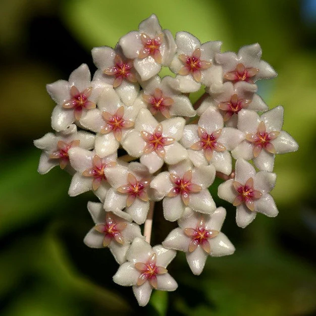 Hoya anulata Ramu River Delta PNG IML 1120 H357 - Image 2