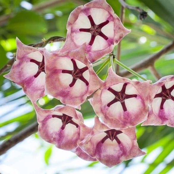 Hoya archboldiana H41 - Image 3