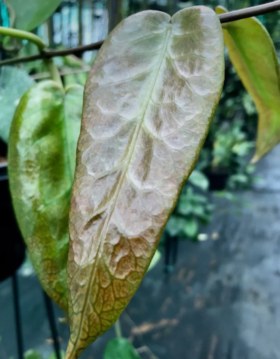 Hoya archboldiana H41 - Image 5