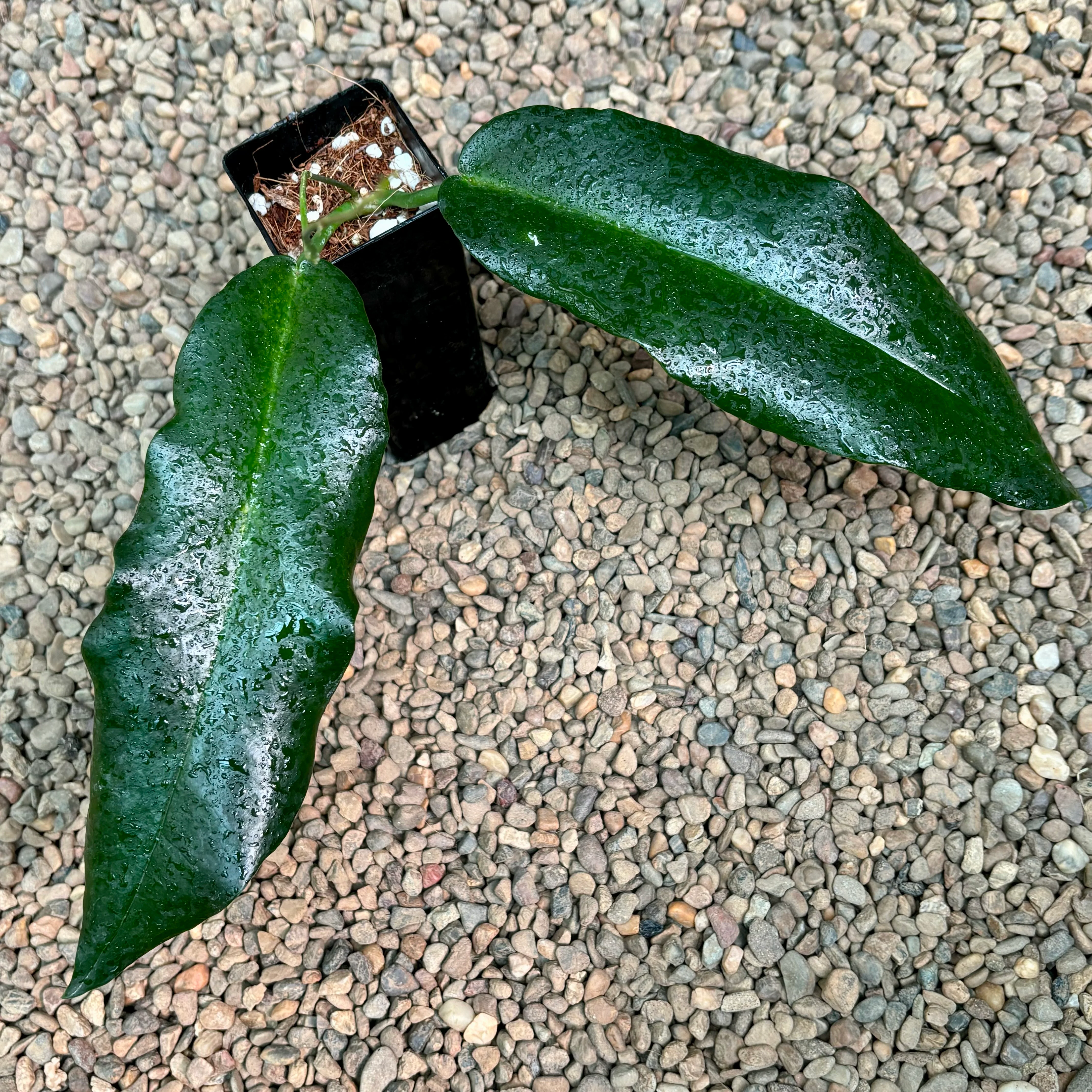 Hoya archboldiana H41 - Image 7