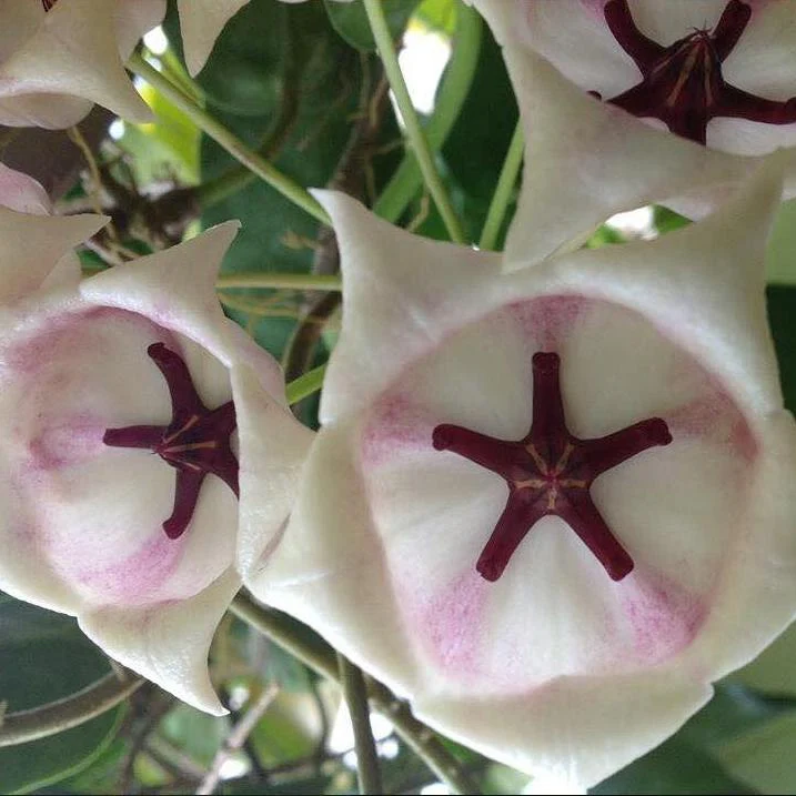Hoya archboldiana (white) IML 0414 H159