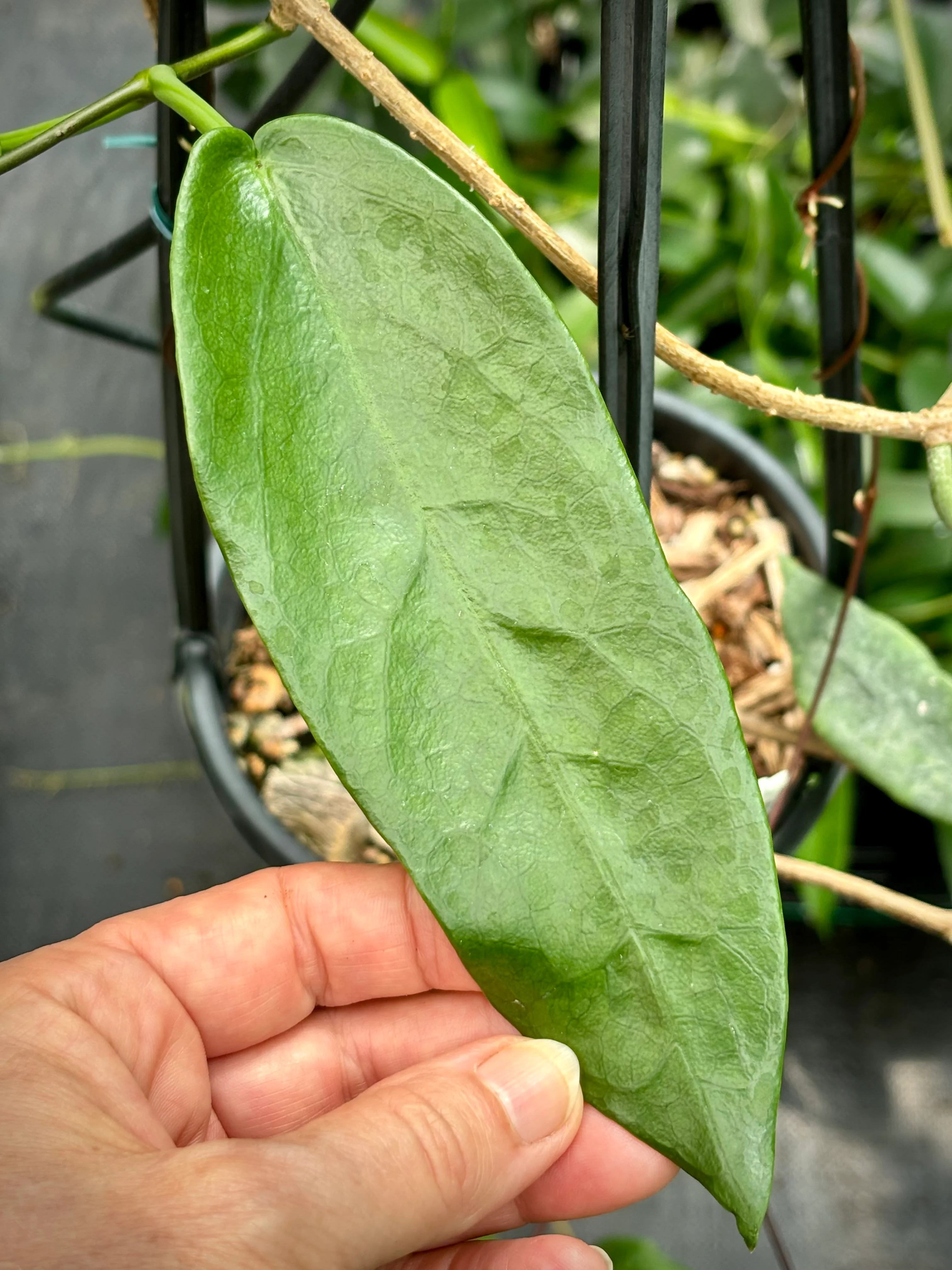 Hoya archboldiana (white) IML 0414 H159 - Image 4