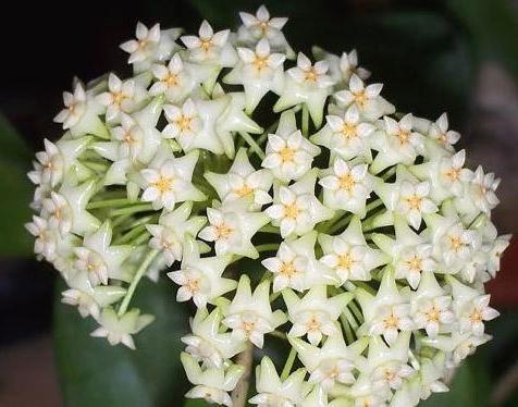 Hoya arnottiana H53 - Image 3