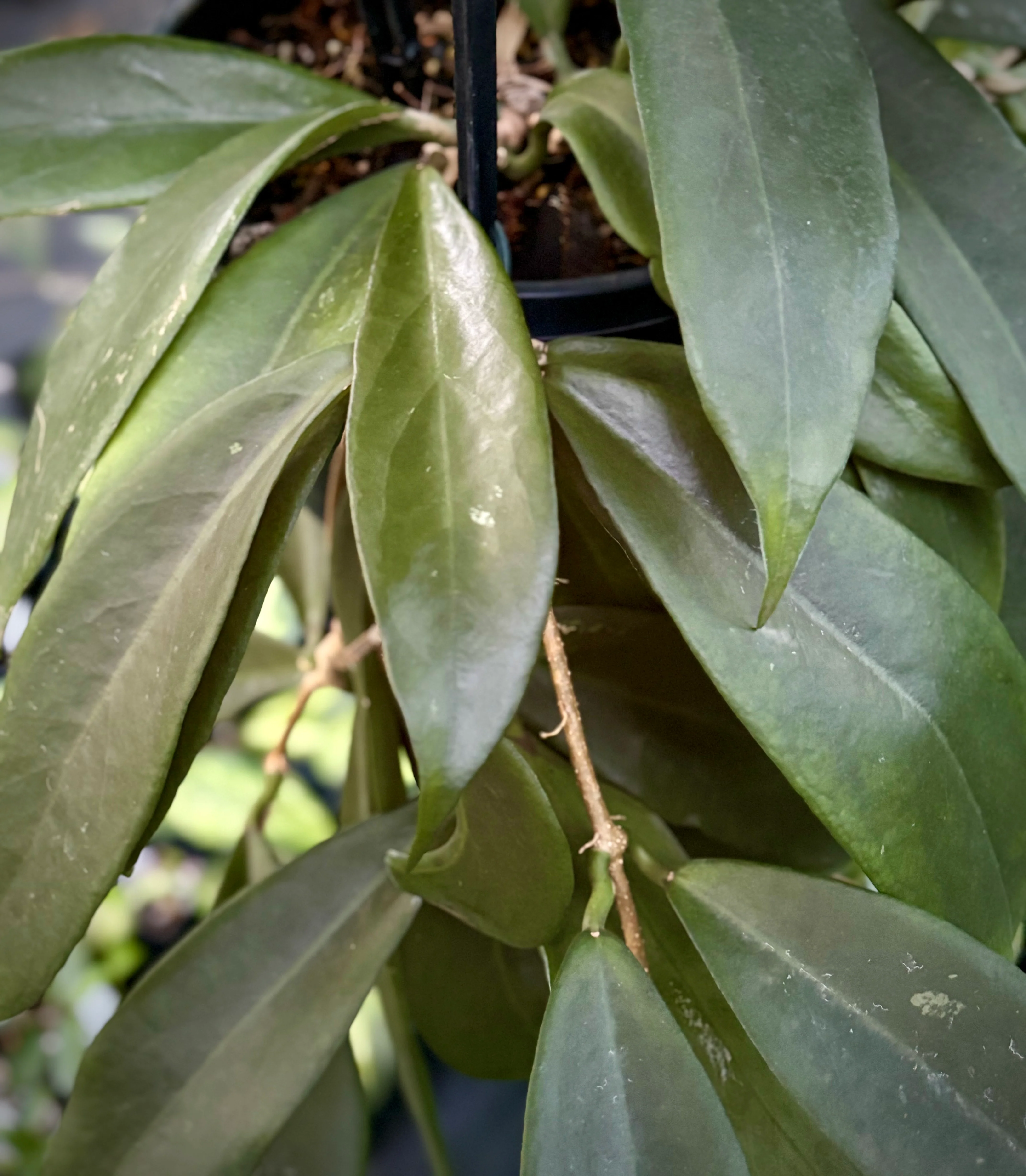 Hoya arnottiana H53 - Image 4
