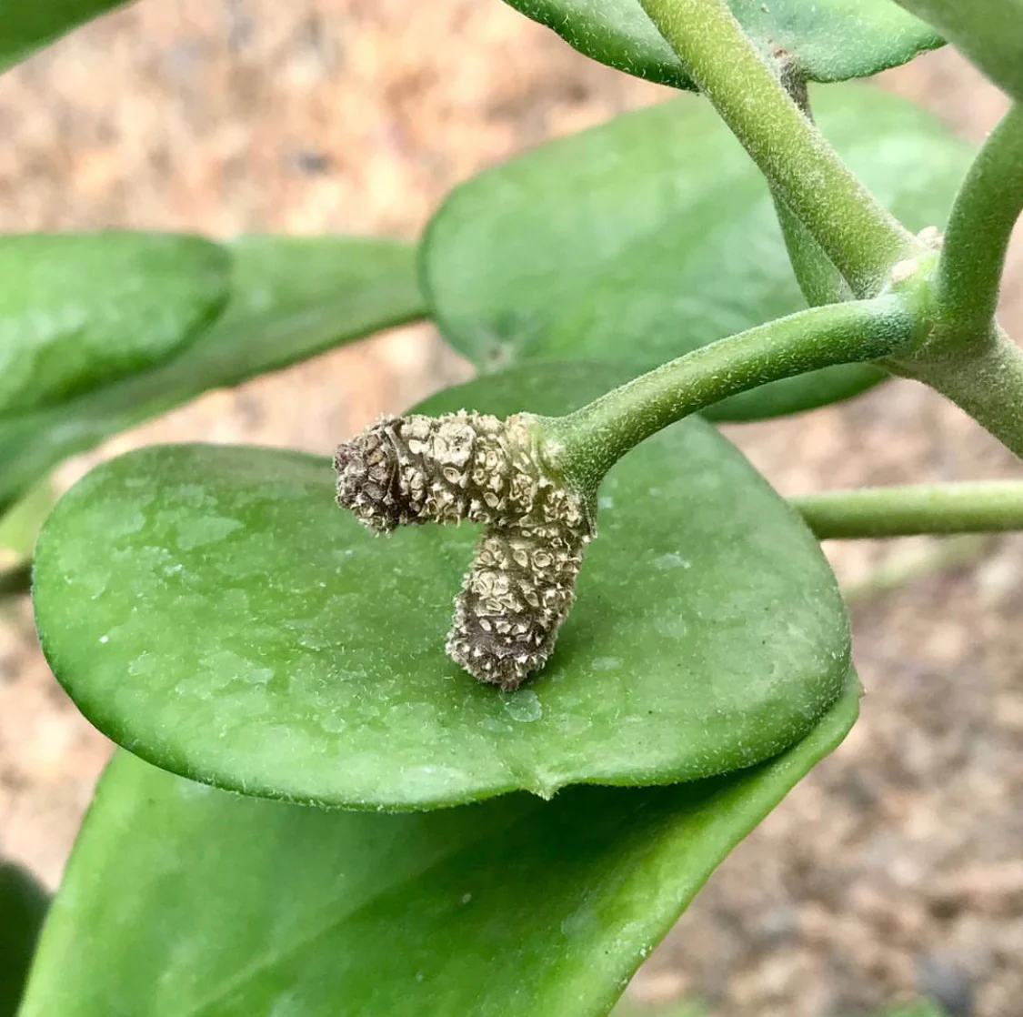 Hoya australis ssp. australis - round leaf H45 - Image 4