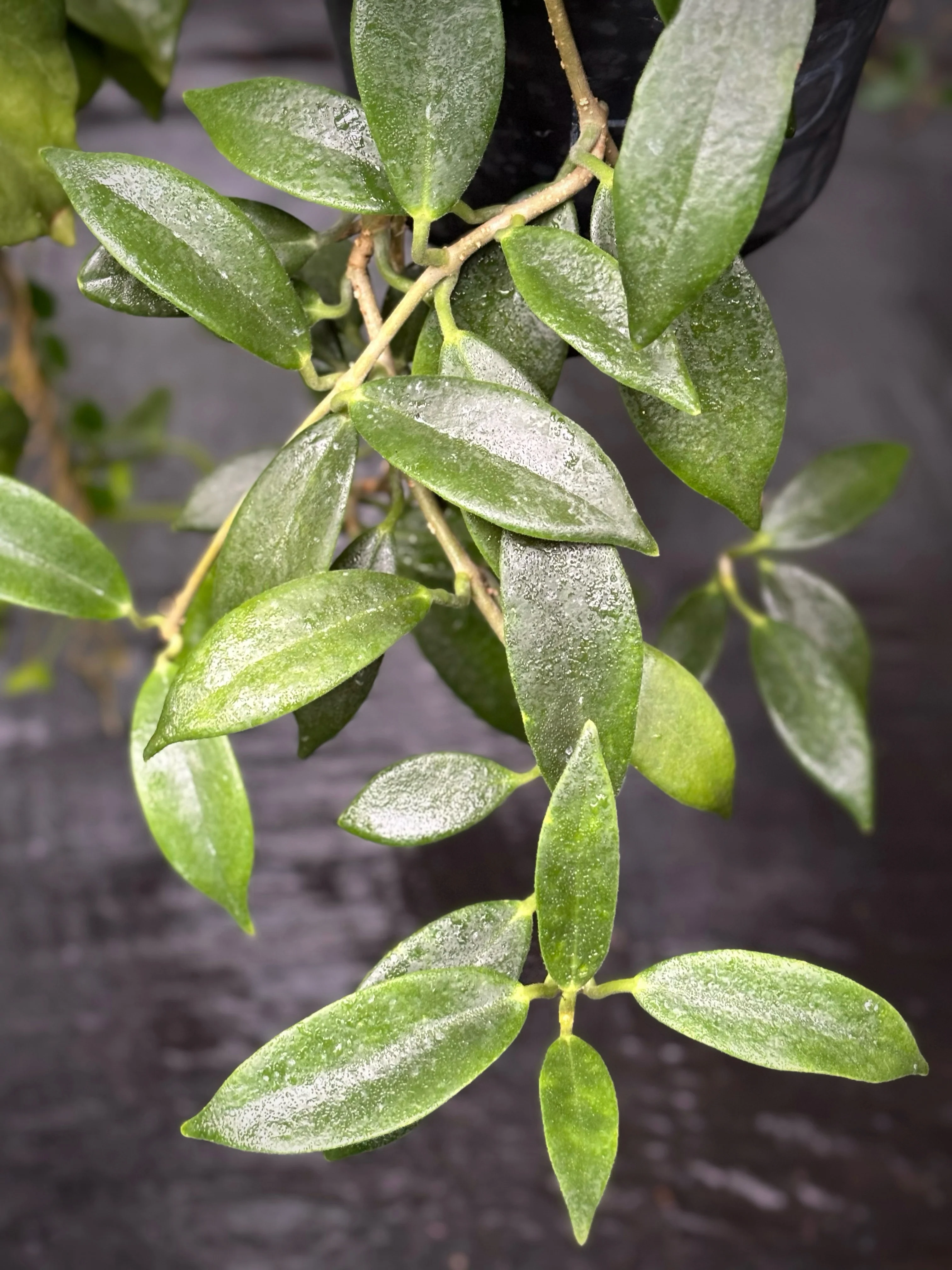 Hoya australis ssp. australis - pointy leaf H28 - Image 2