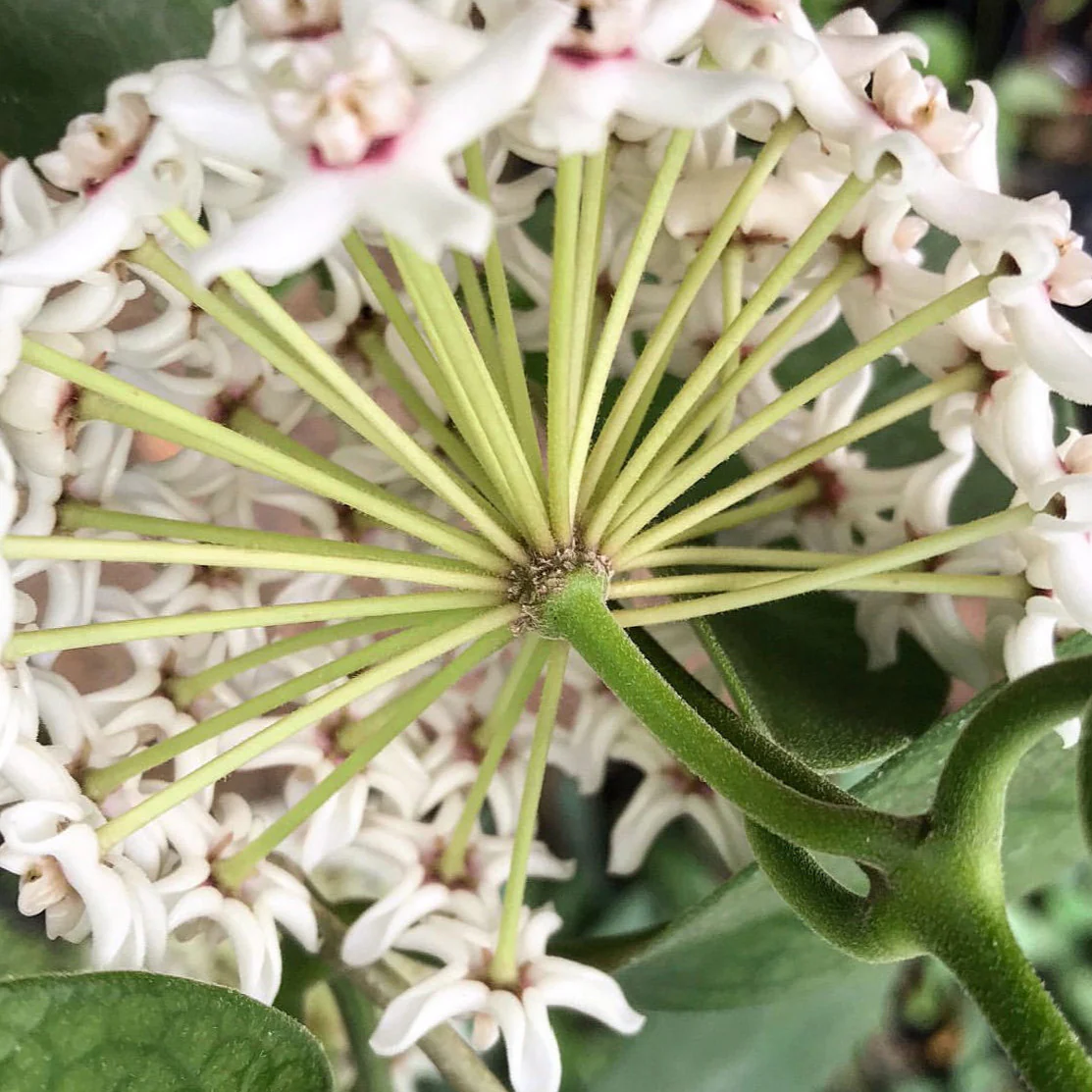 Hoya australis ssp. australis - pointy leaf H28 - Image 3