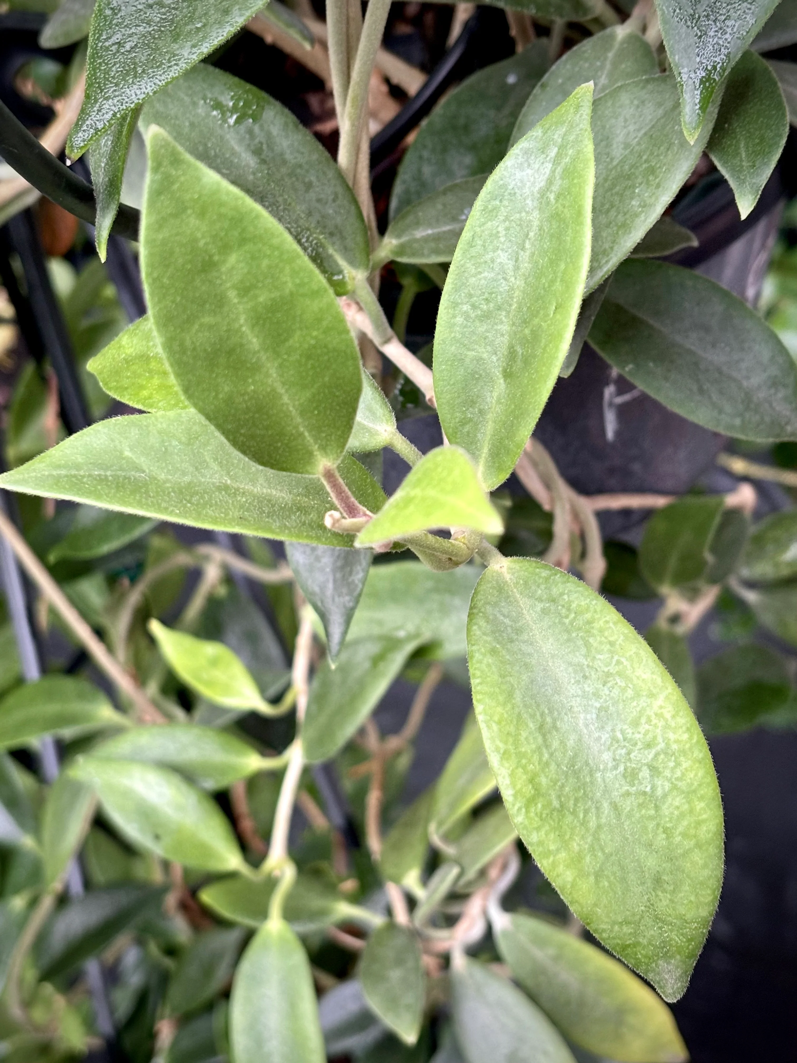 Hoya australis ssp. australis - pointy leaf H28 - Image 4