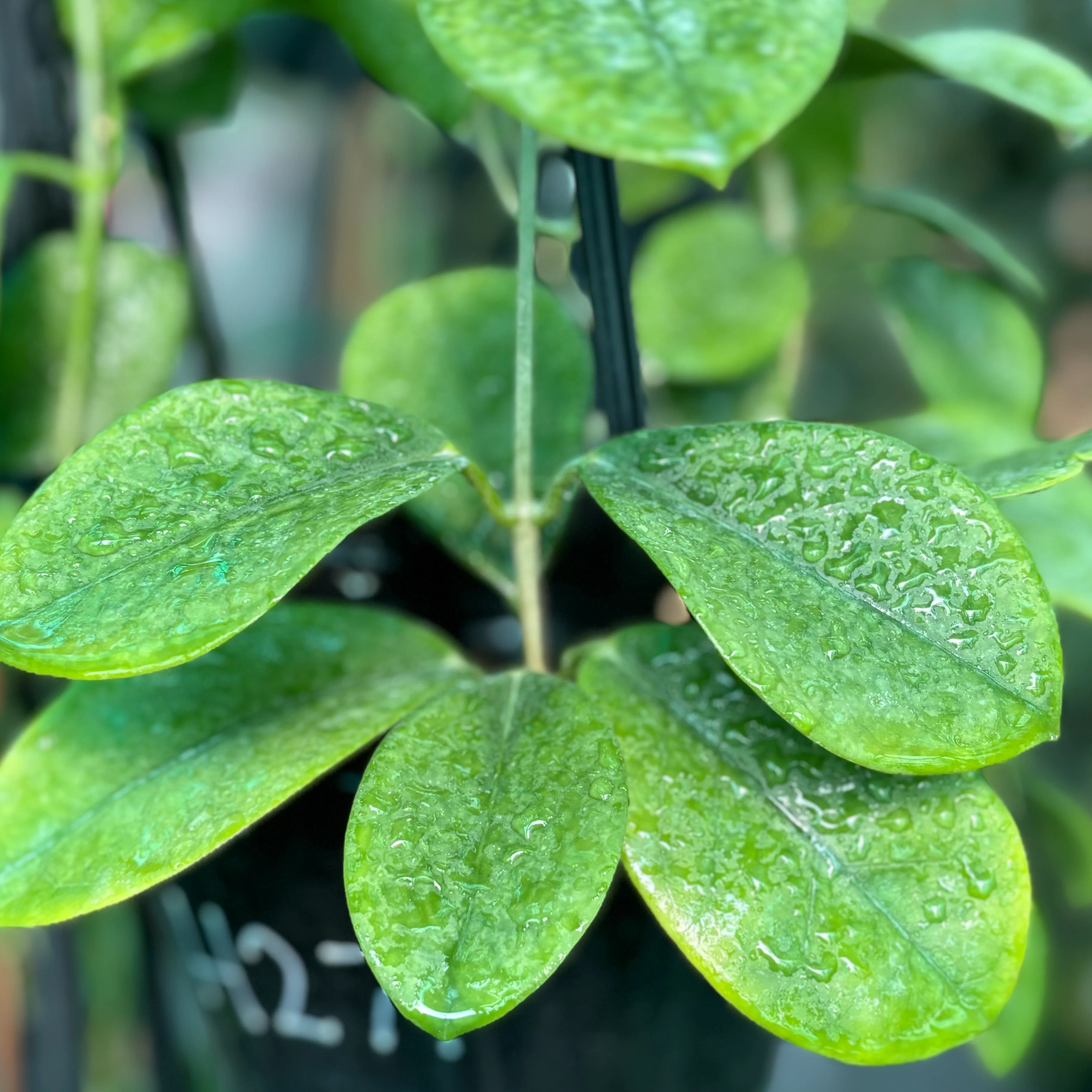 Hoya australis ssp. australis - thin leaf H271 - Image 3