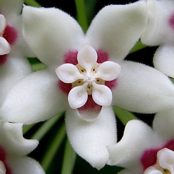 Hoya australis ssp. australis - thin leaf H271 - Image 4