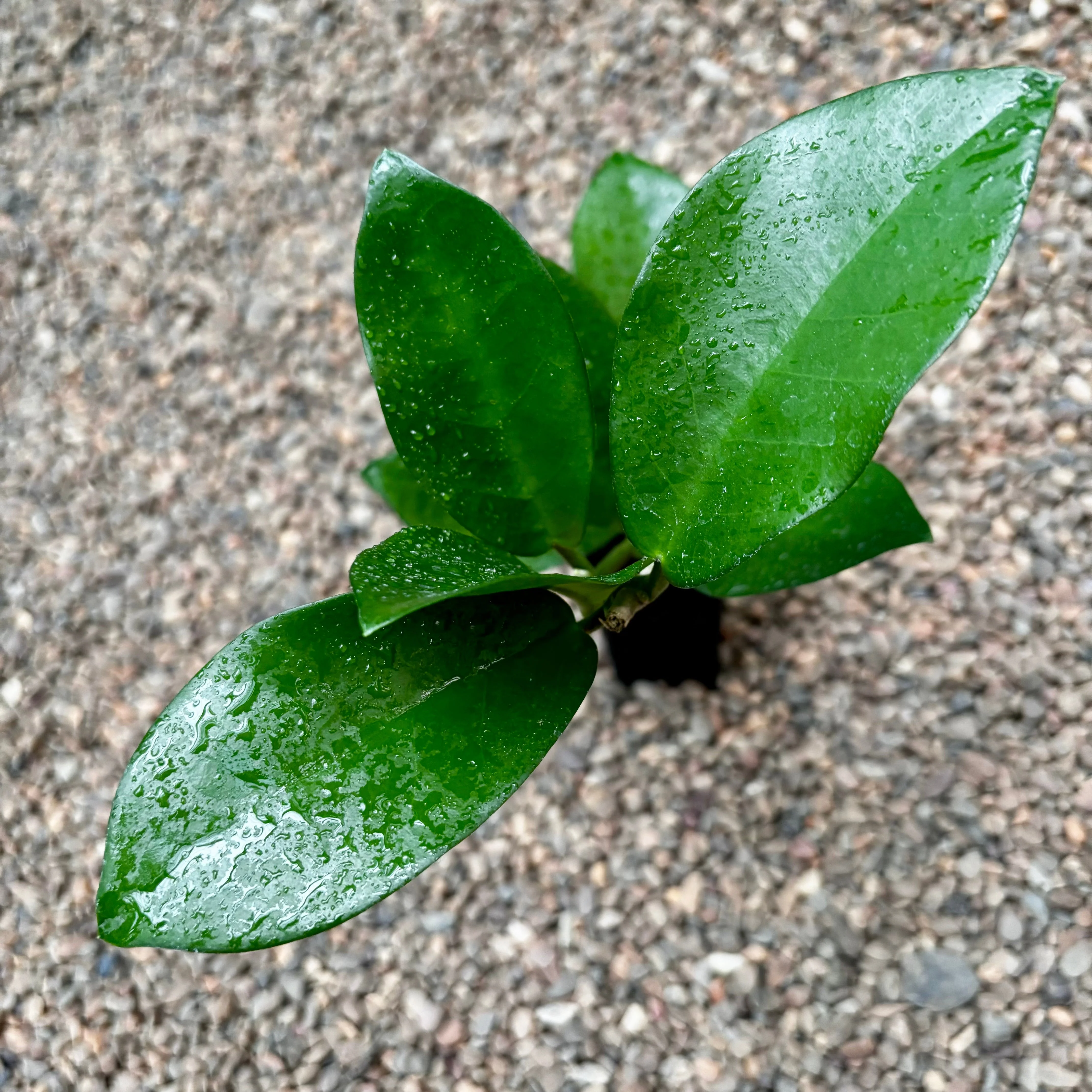 Hoya australis ssp. australis - thin leaf H271 - Image 7