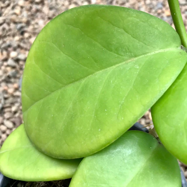 Hoya australis ssp. melanesica IML 0144 H274