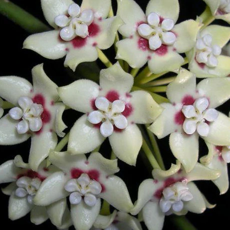 Hoya australis ssp. melanesica IML 0144 H274 - Image 3