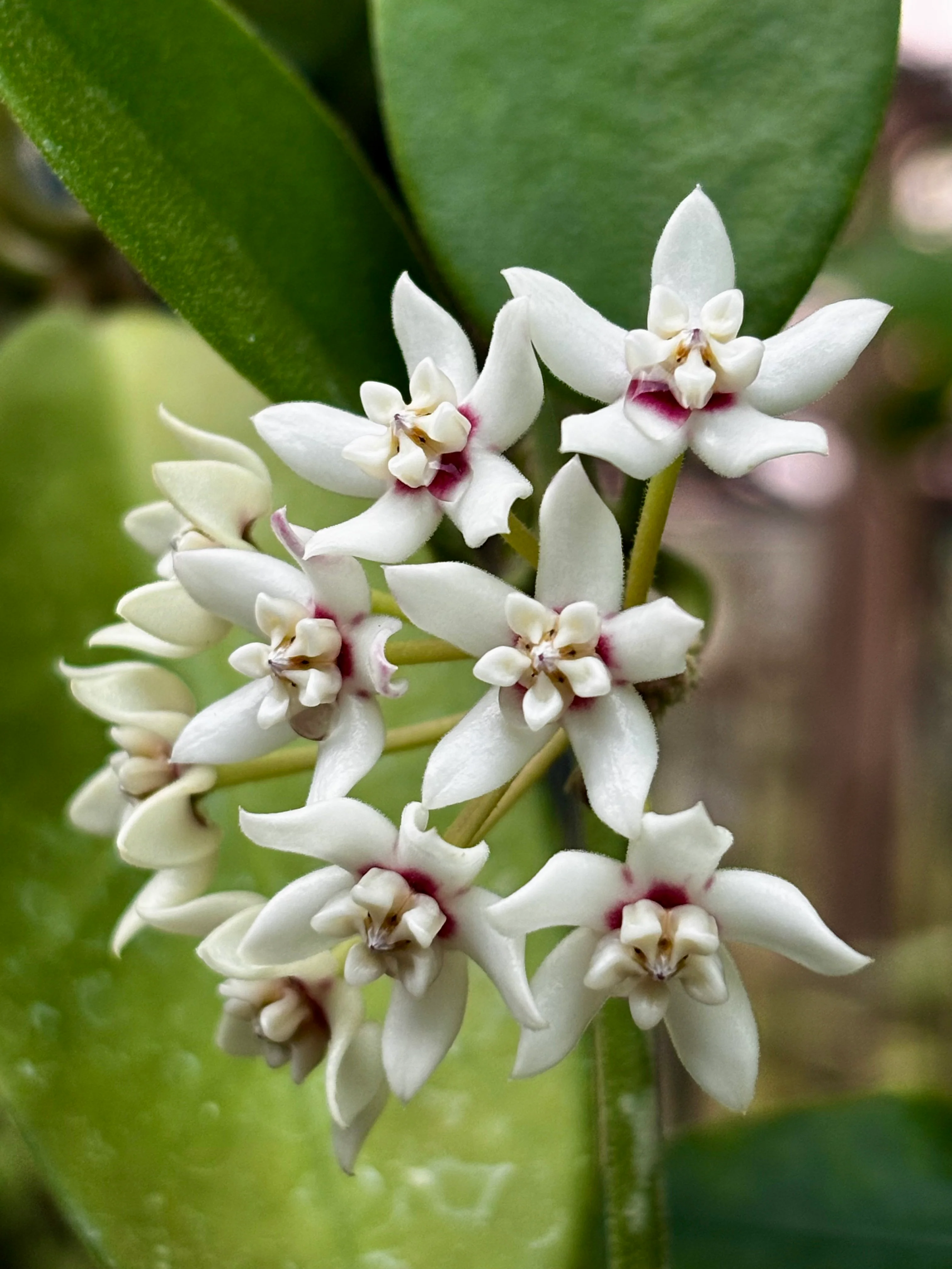 Hoya australis ssp. australis compacta H190 - Image 5