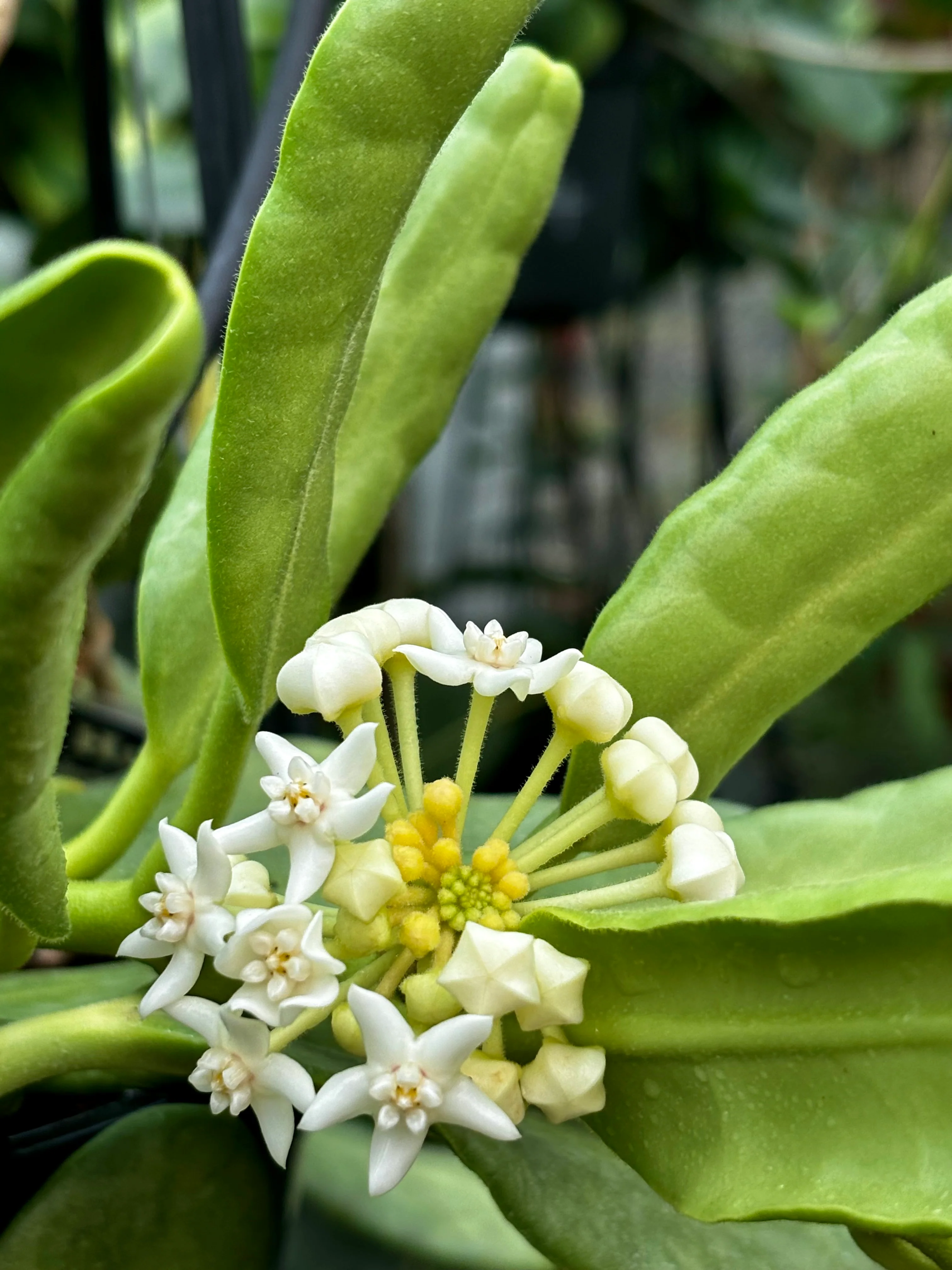 Hoya australis ssp. rupicola IML 1754 H198 - Image 11
