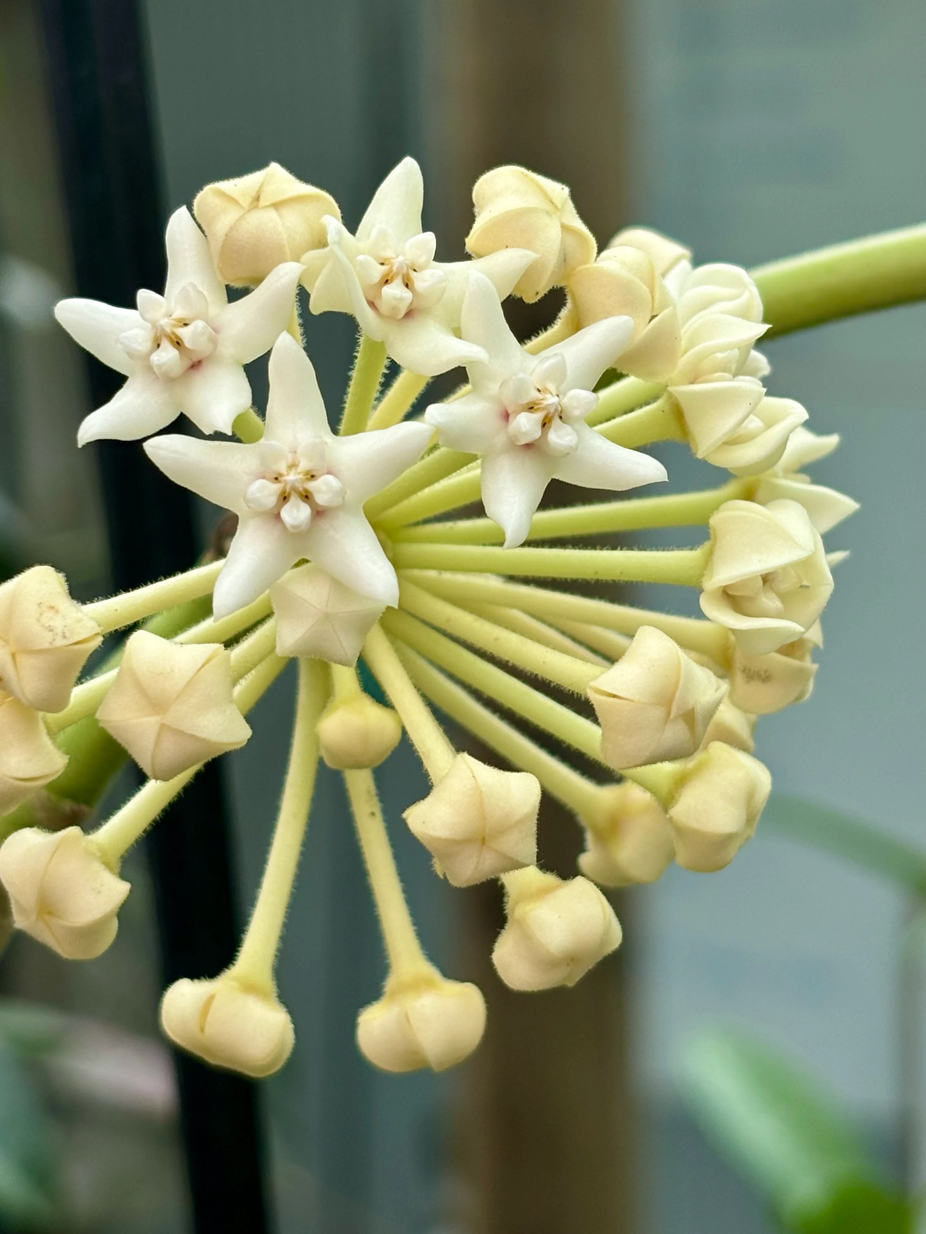 Hoya australis ssp. rupicola IML 1754 H198 - Image 3