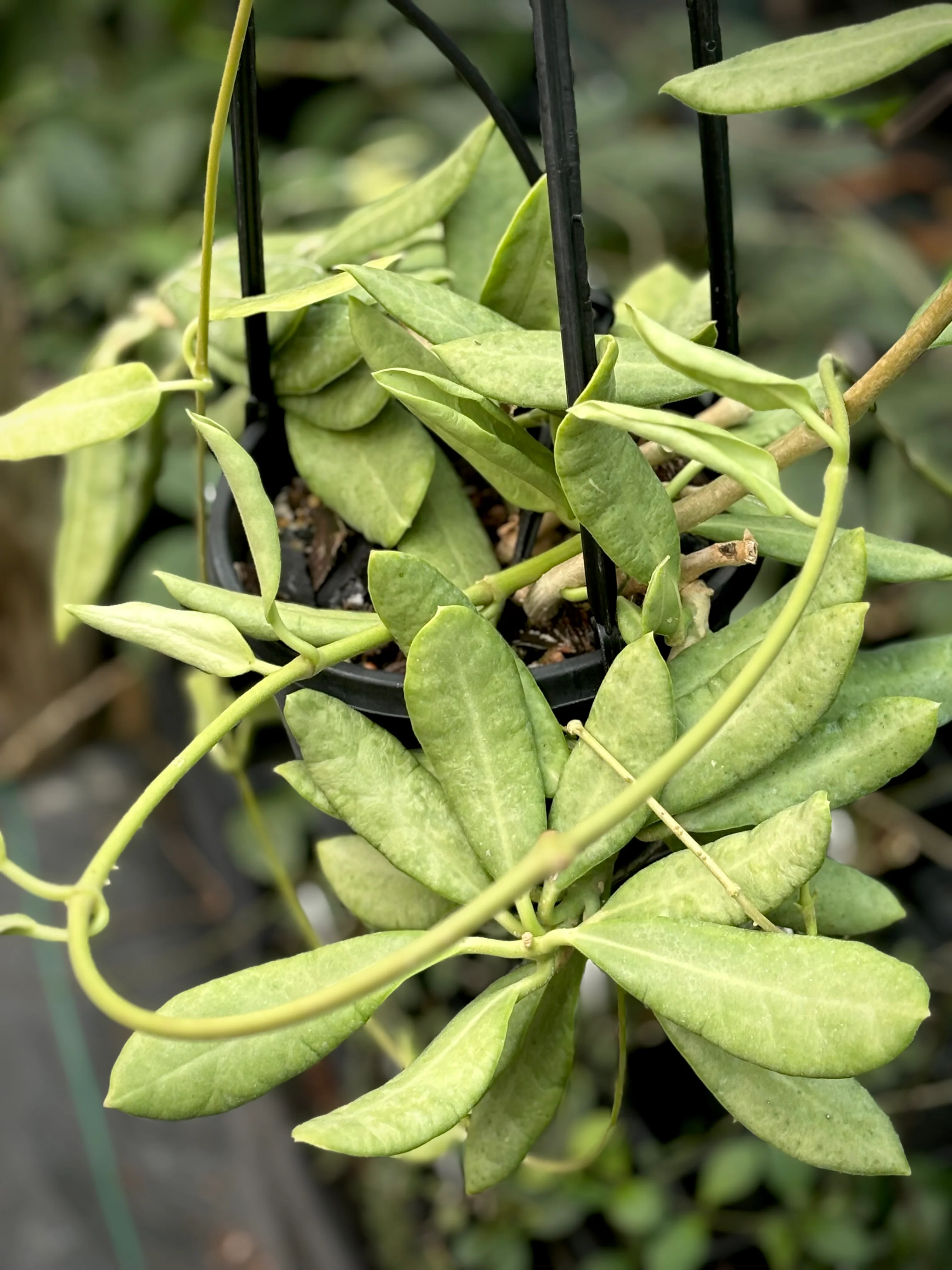 Hoya australis ssp. rupicola IML 1754 H198 - Image 6