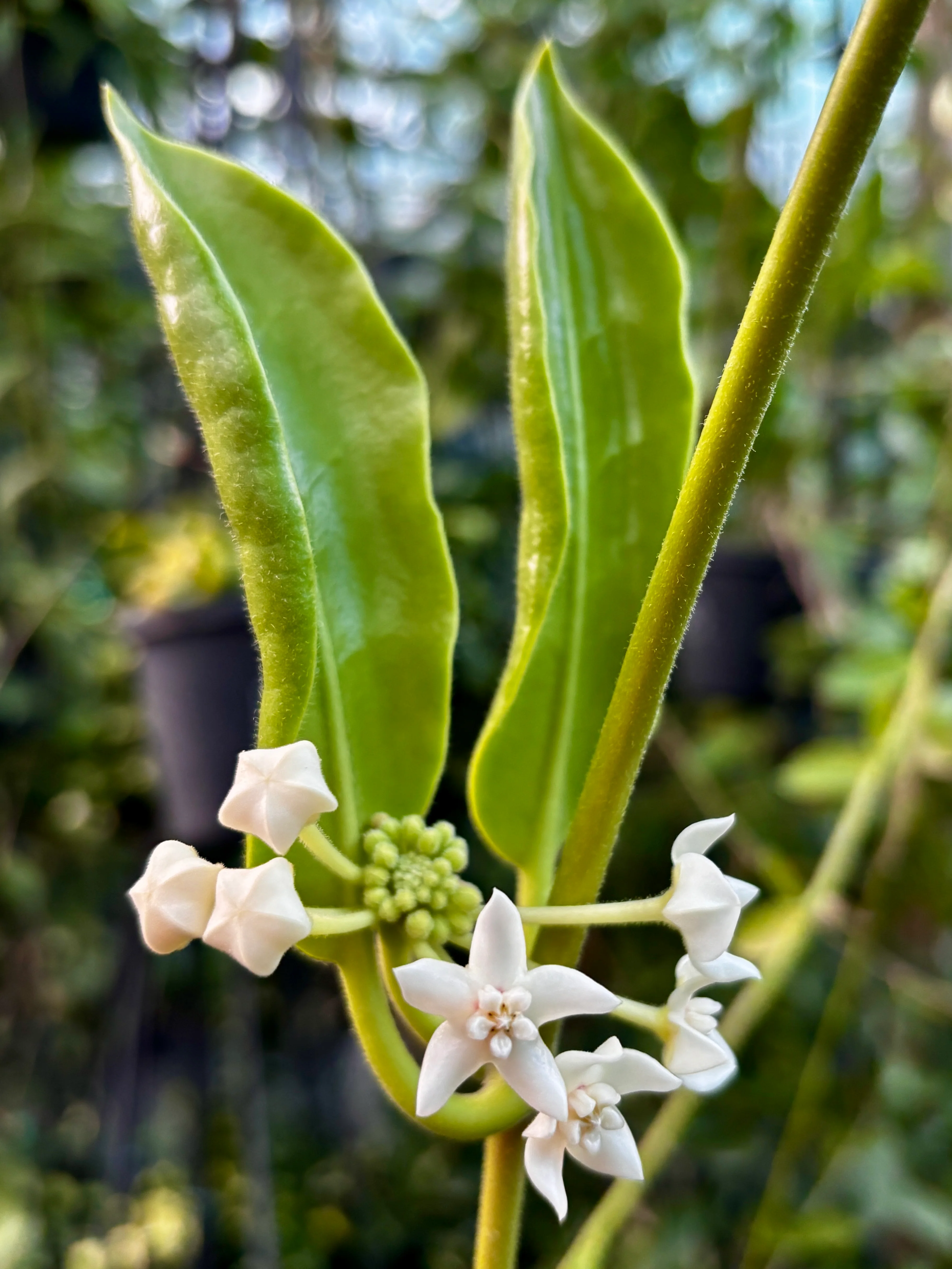 Hoya australis ssp. rupicola IML 1754 H198 - Image 9