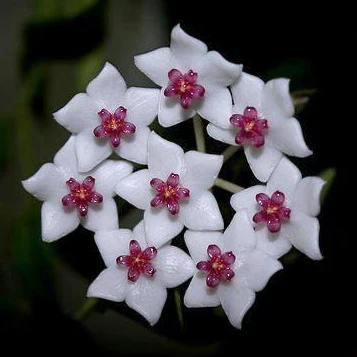 Hoya bella (variegata) H397 - Image 3