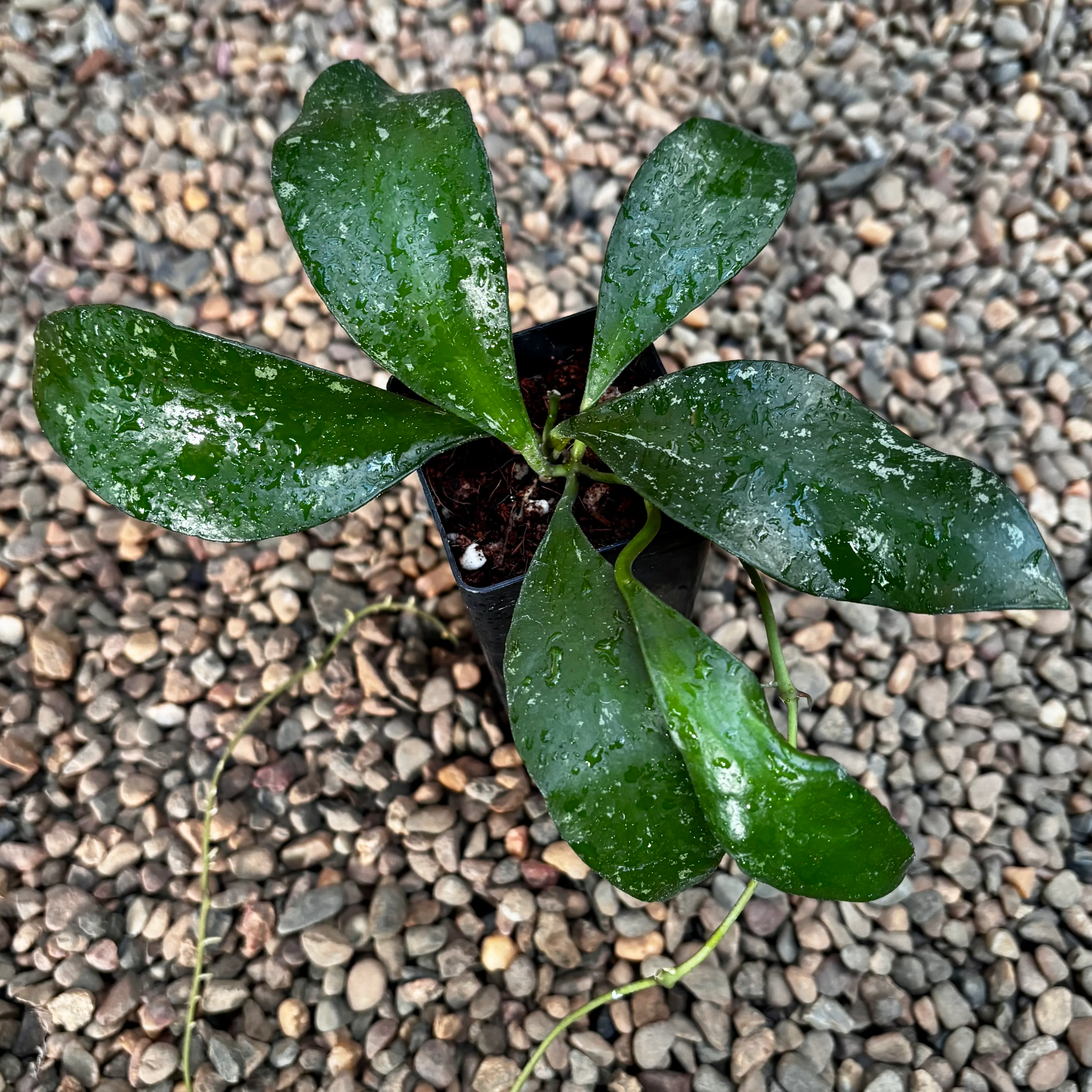 Hoya benchaii (red) H464