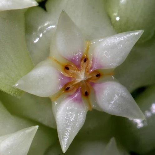 Hoya bhutanica IML 0224 H221 - Image 4