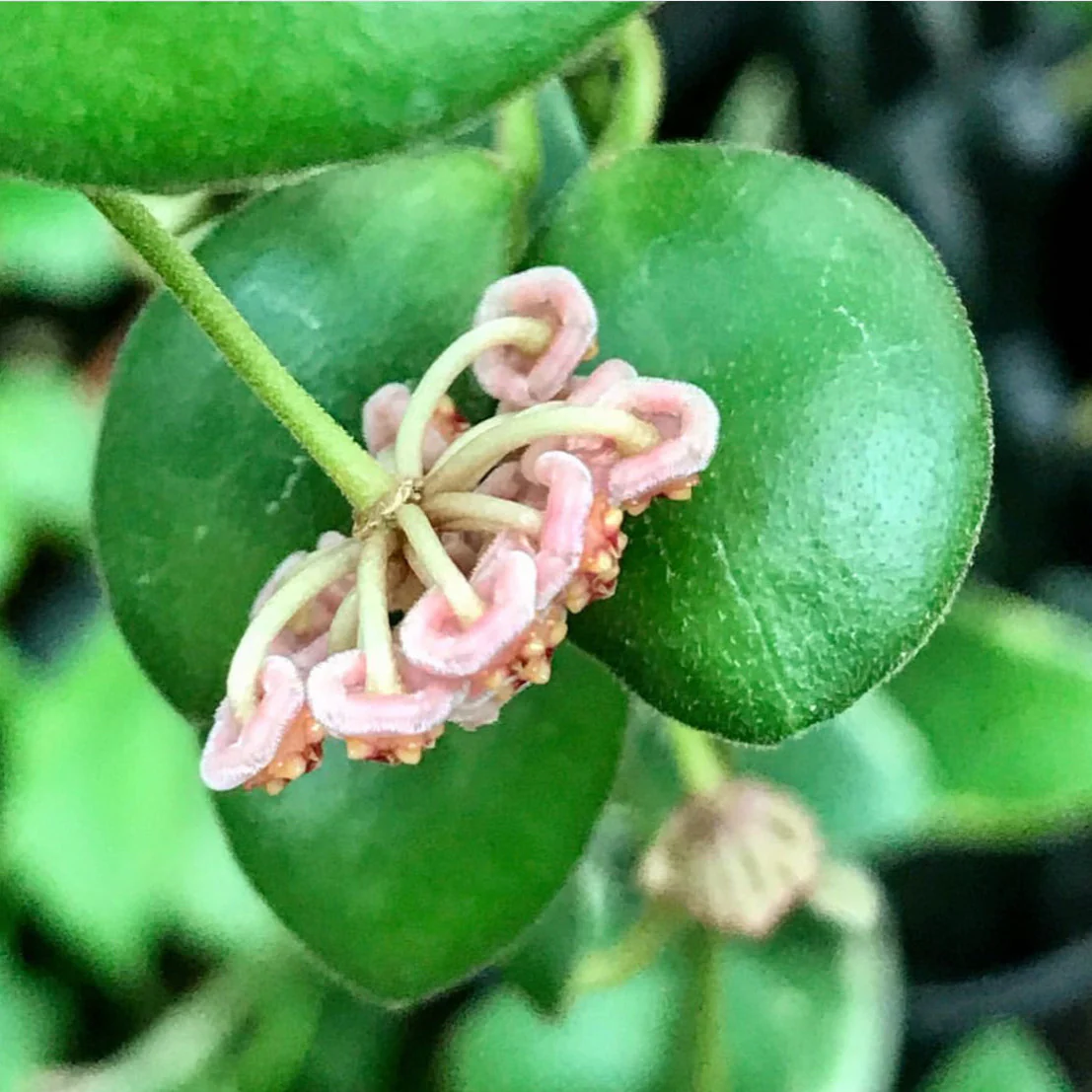Hoya bilobata H196 - Image 2