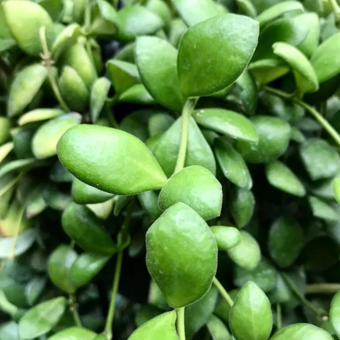 Hoya bilobata H196 - Image 3