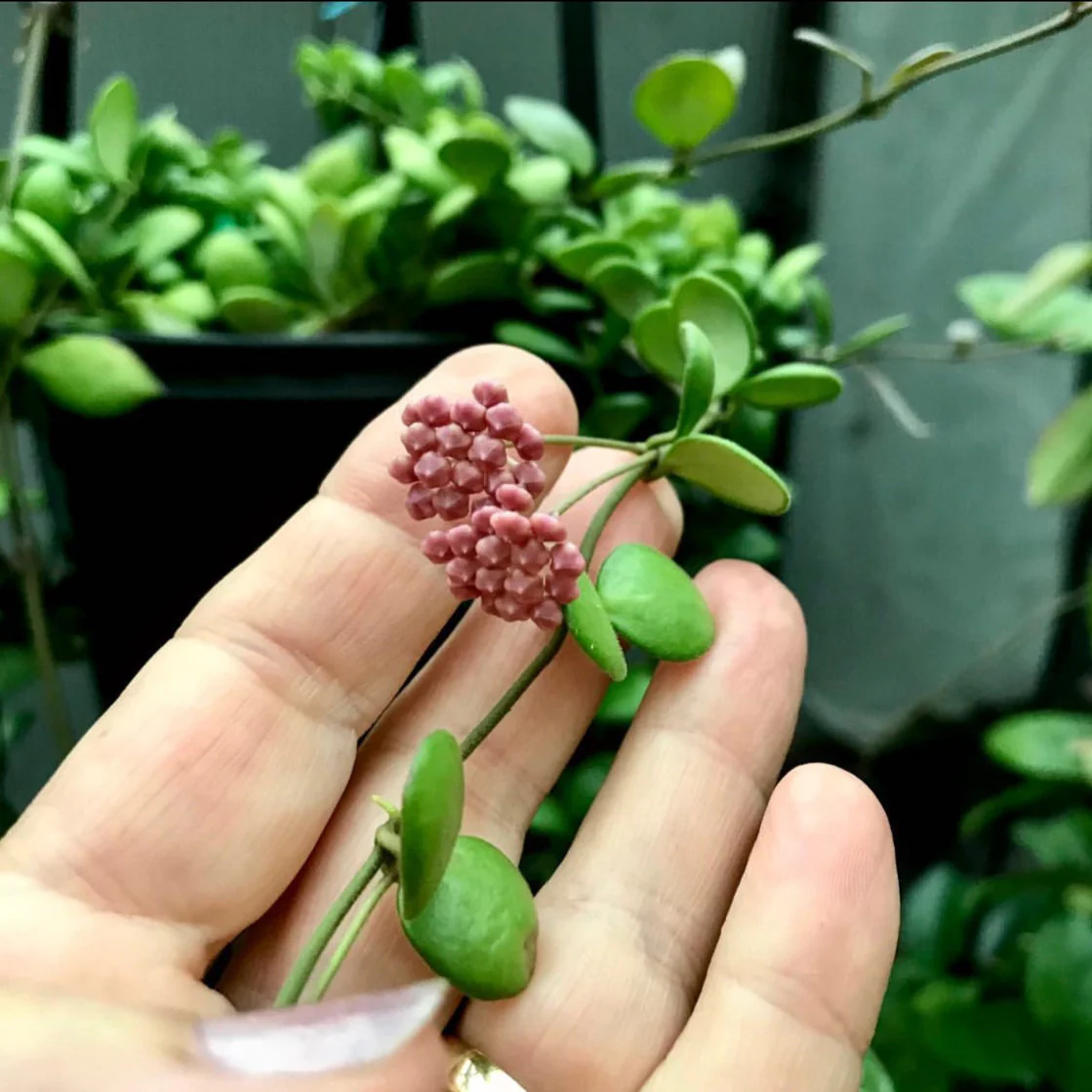 Hoya bilobata H196 - Image 5