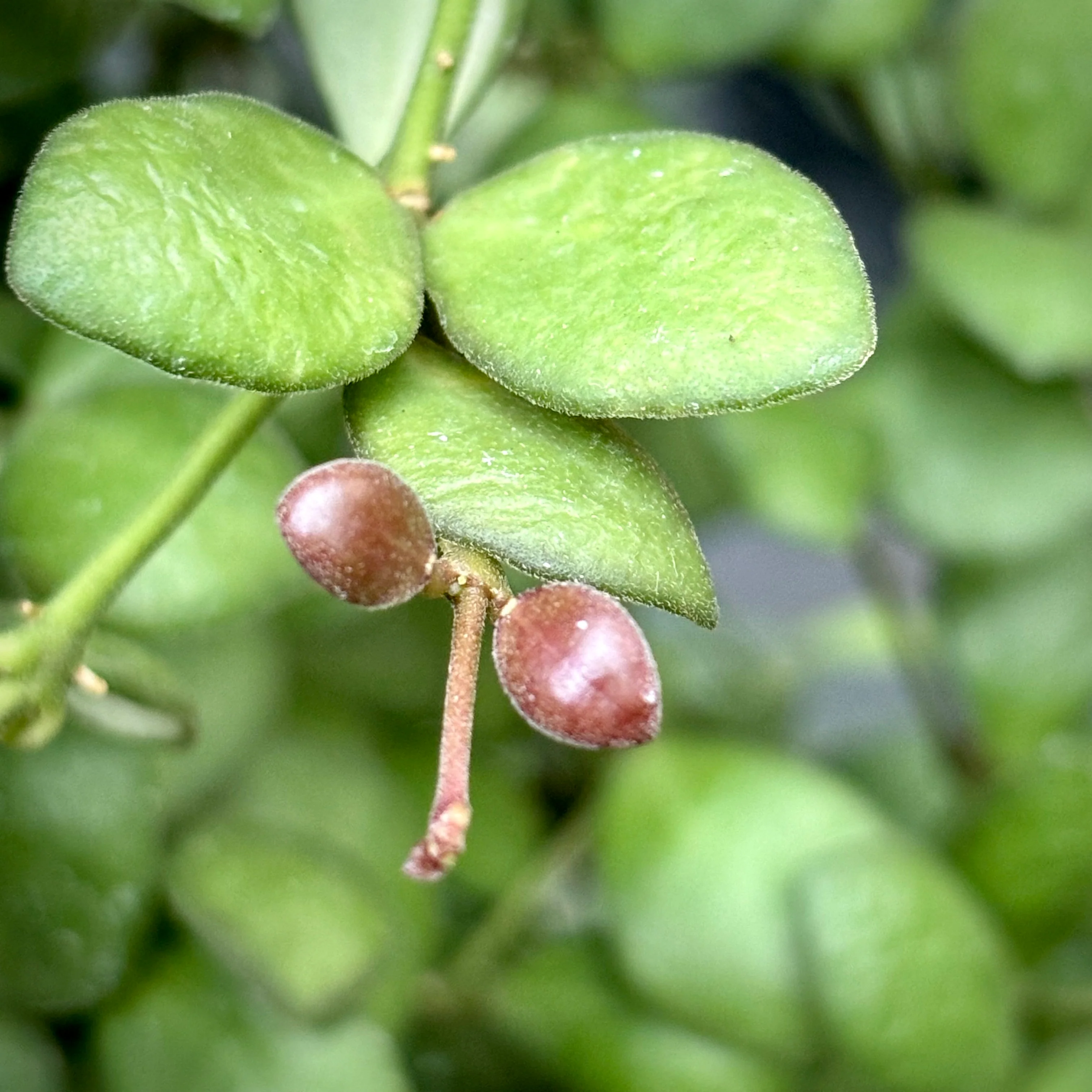 Hoya bilobata H196 - Image 7