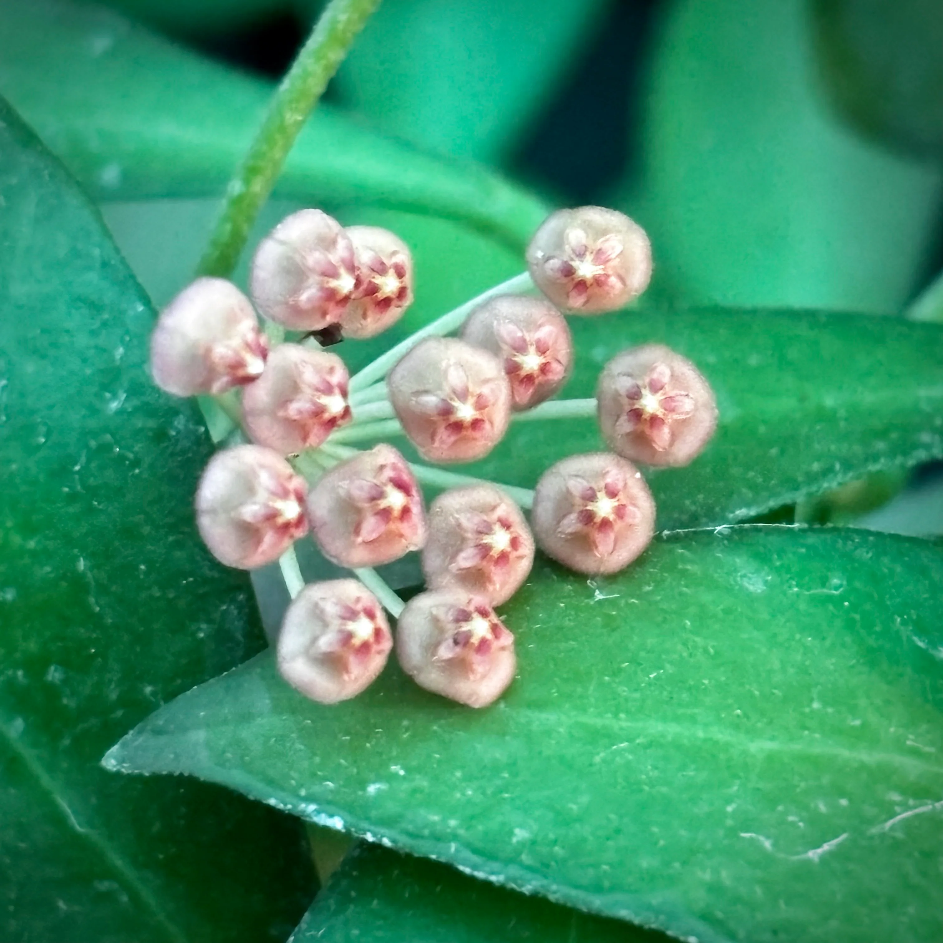 Hoya bilobata Philippines IML 0231 H322 - Image 2