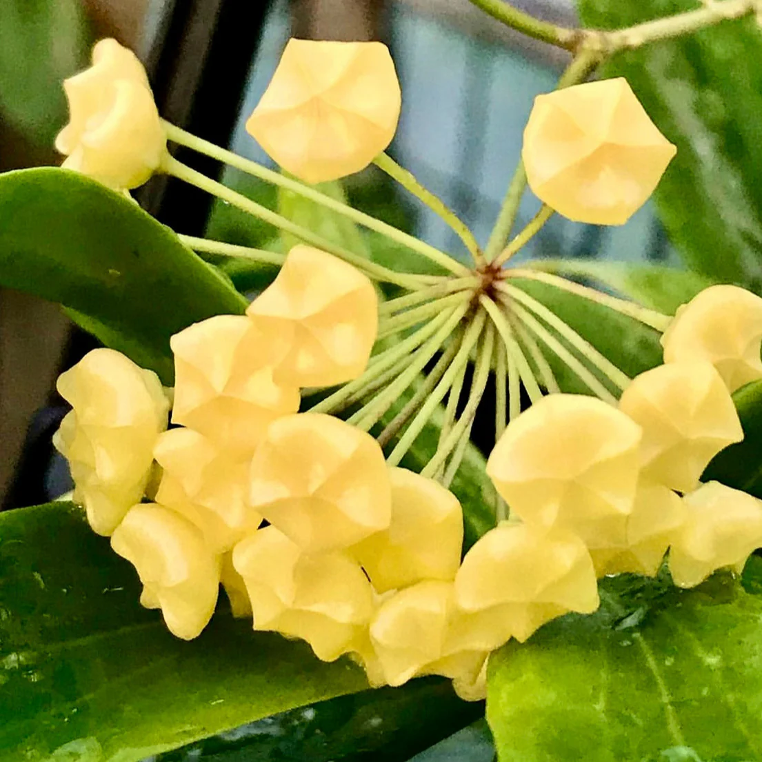 Hoya blashernaezii Philippines IML 1631 H27 - Image 2