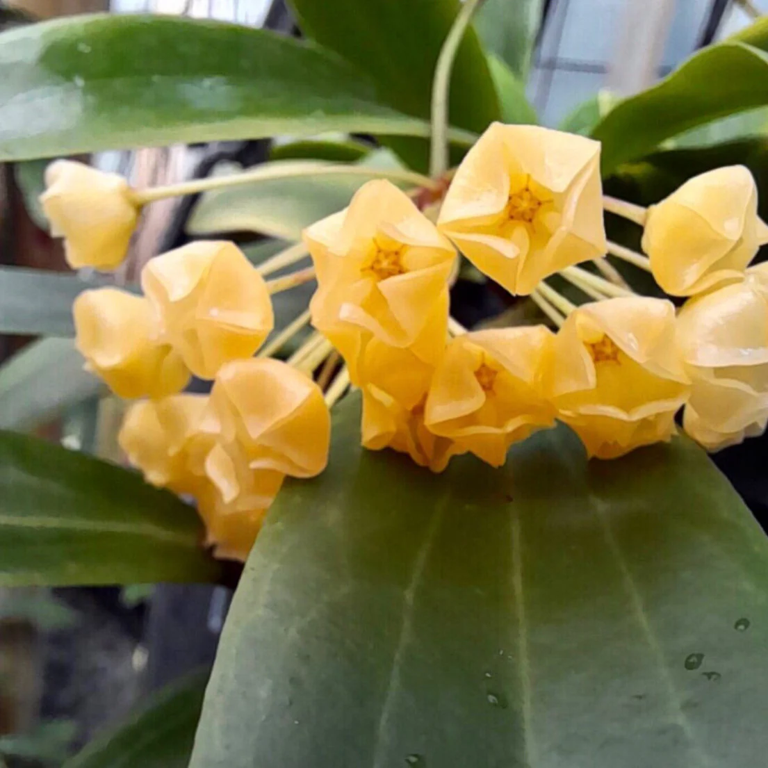 Hoya blashernaezii Philippines IML 1631 H27 - Image 4
