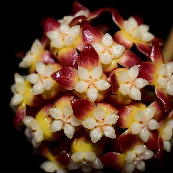 Hoya callistophylla Borneo IML 1174 H46 - Image 2