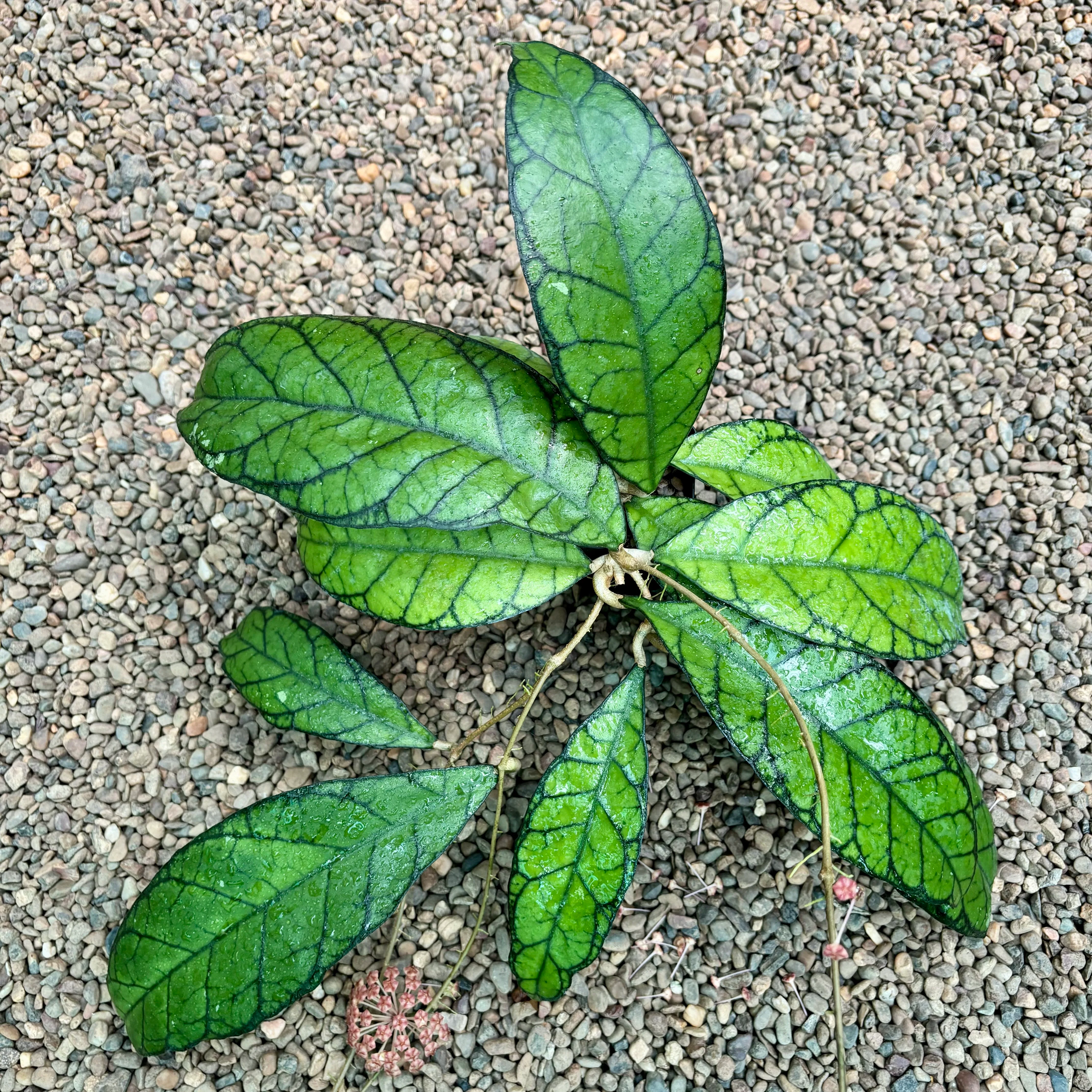 Hoya callistophylla Sabah IML 1762 H316