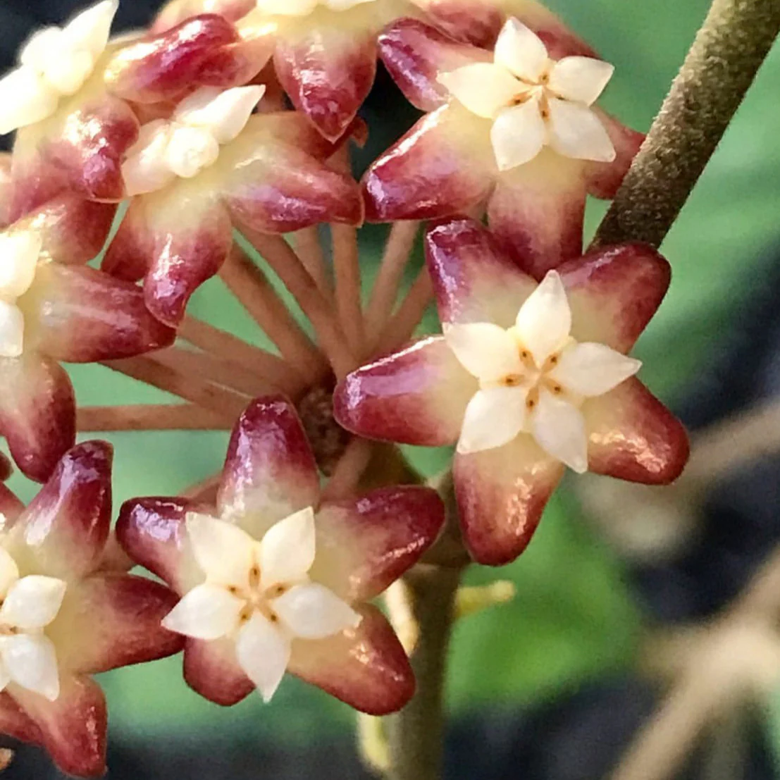 Hoya callistophylla Sabah IML 1762 H316 - Image 10