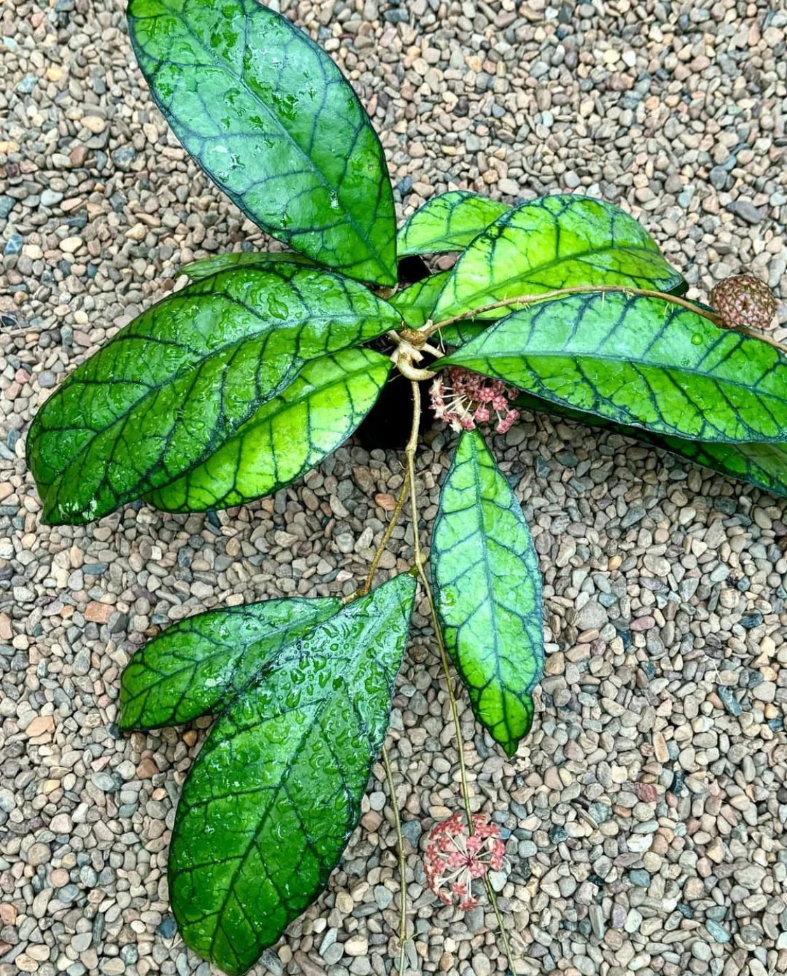 Hoya callistophylla Sabah IML 1762 H316 - Image 11