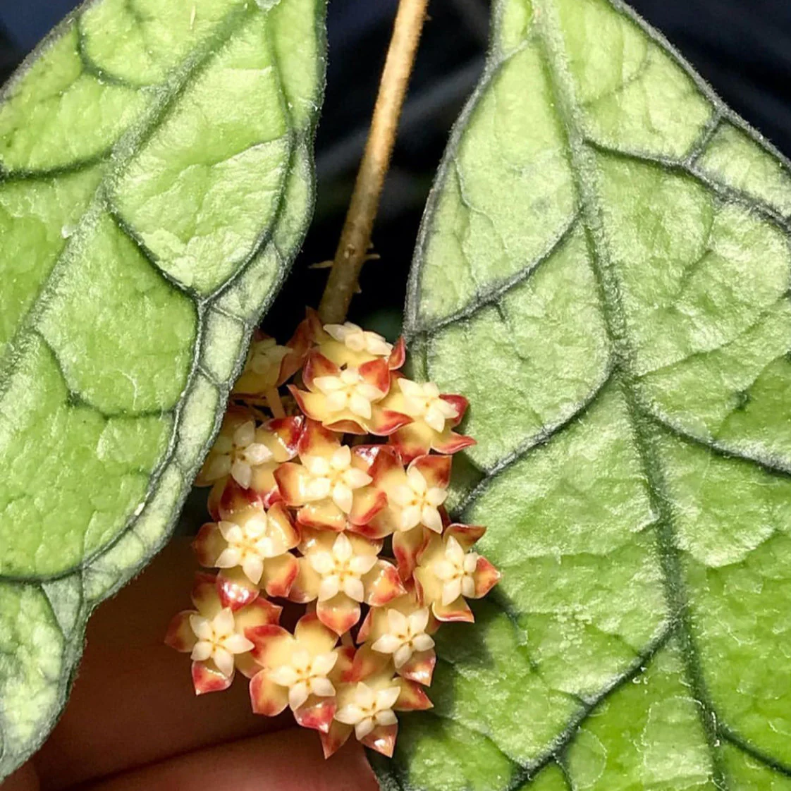 Hoya callistophylla Sabah IML 1762 H316 - Image 12