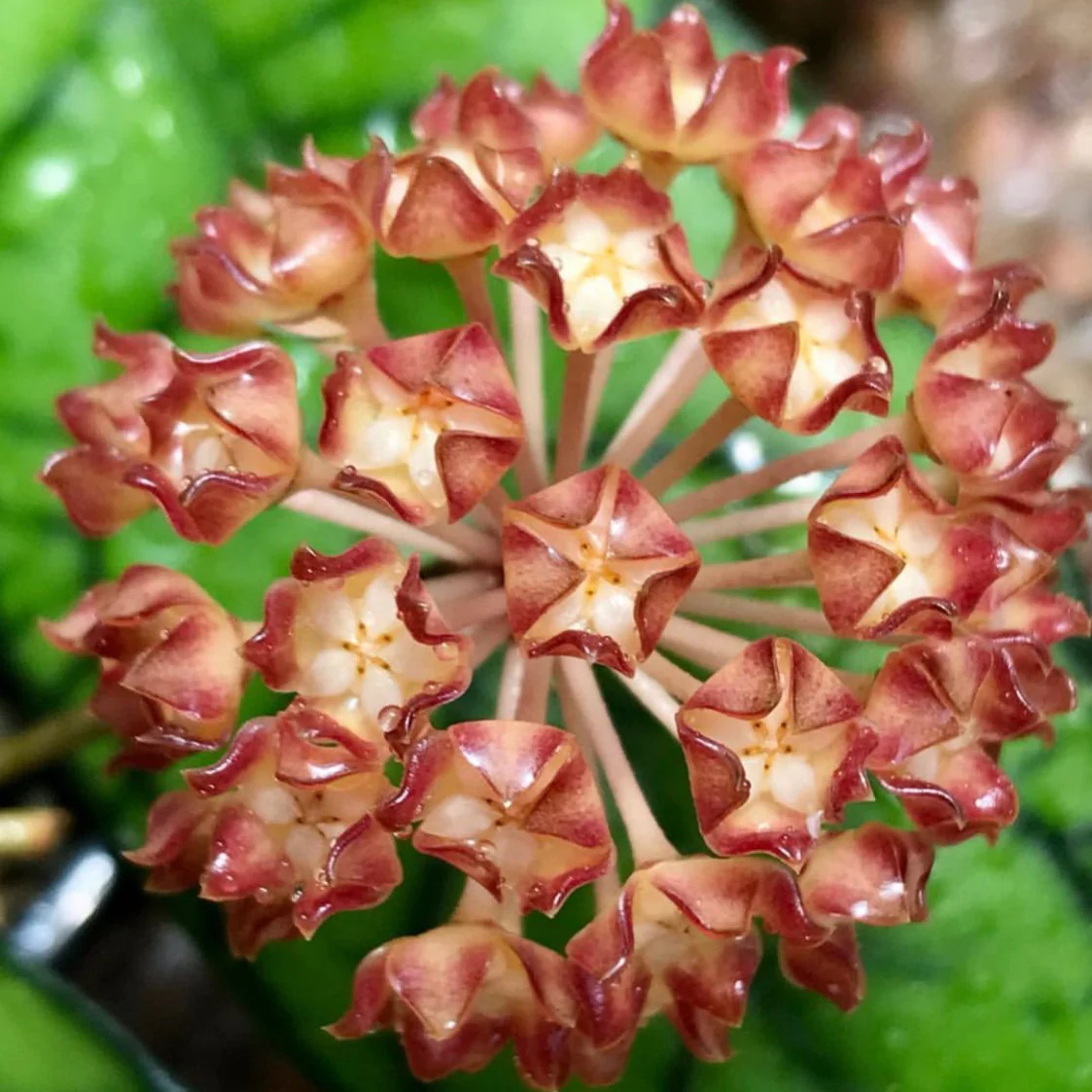 Hoya callistophylla Sabah IML 1762 H316 - Image 2