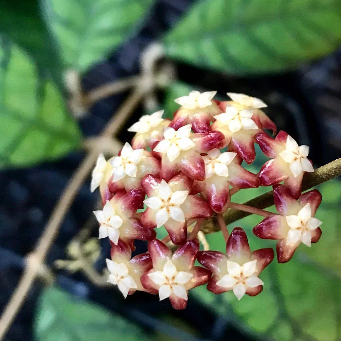 Hoya callistophylla Sabah IML 1762 H316 - Image 3