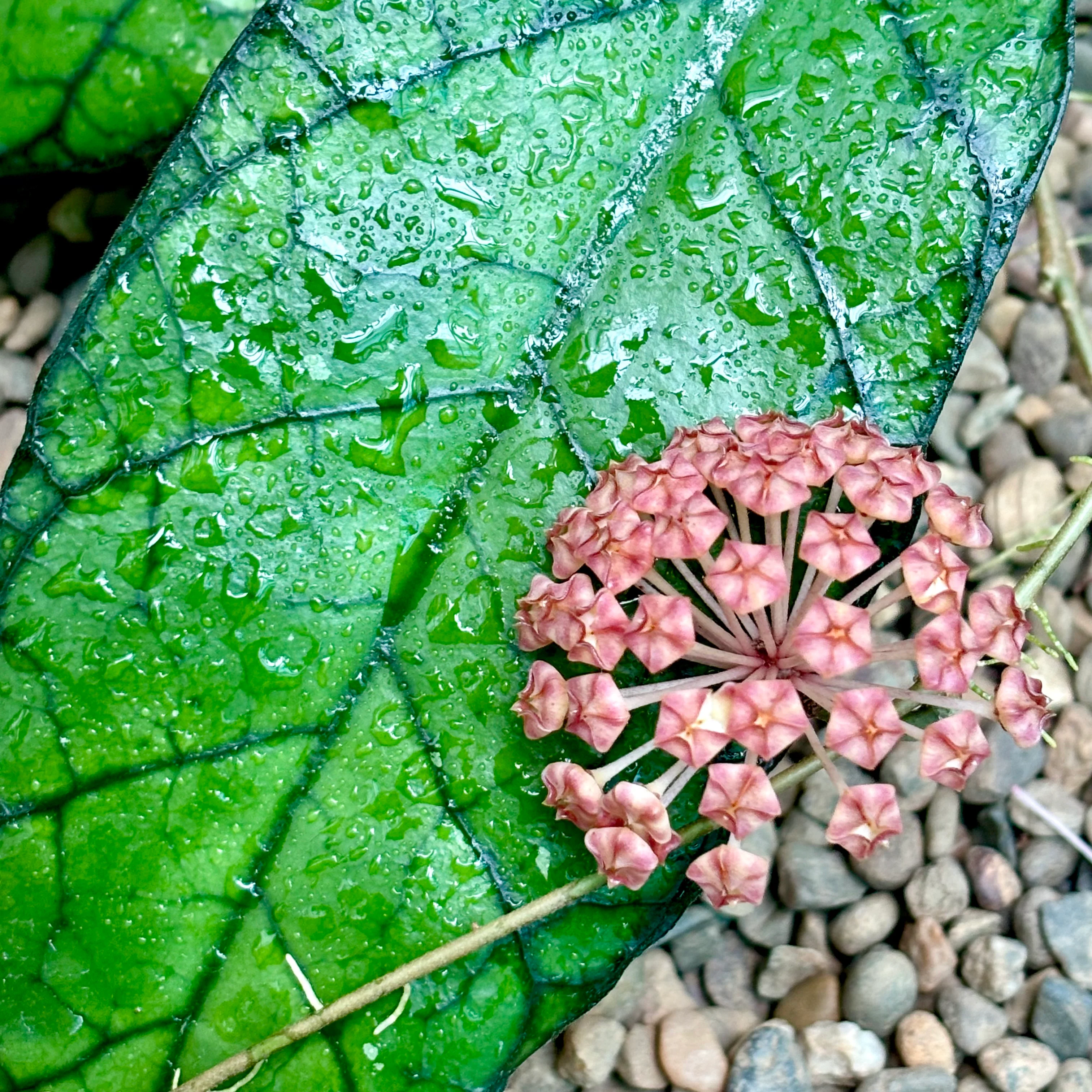 Hoya callistophylla Sabah IML 1762 H316 - Image 6