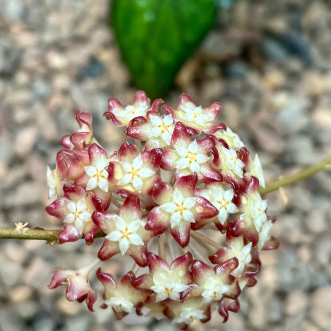 Hoya callistophylla Sabah IML 1762 H316 - Image 8