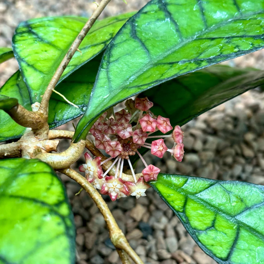 Hoya callistophylla Sabah IML 1762 H316 - Image 9