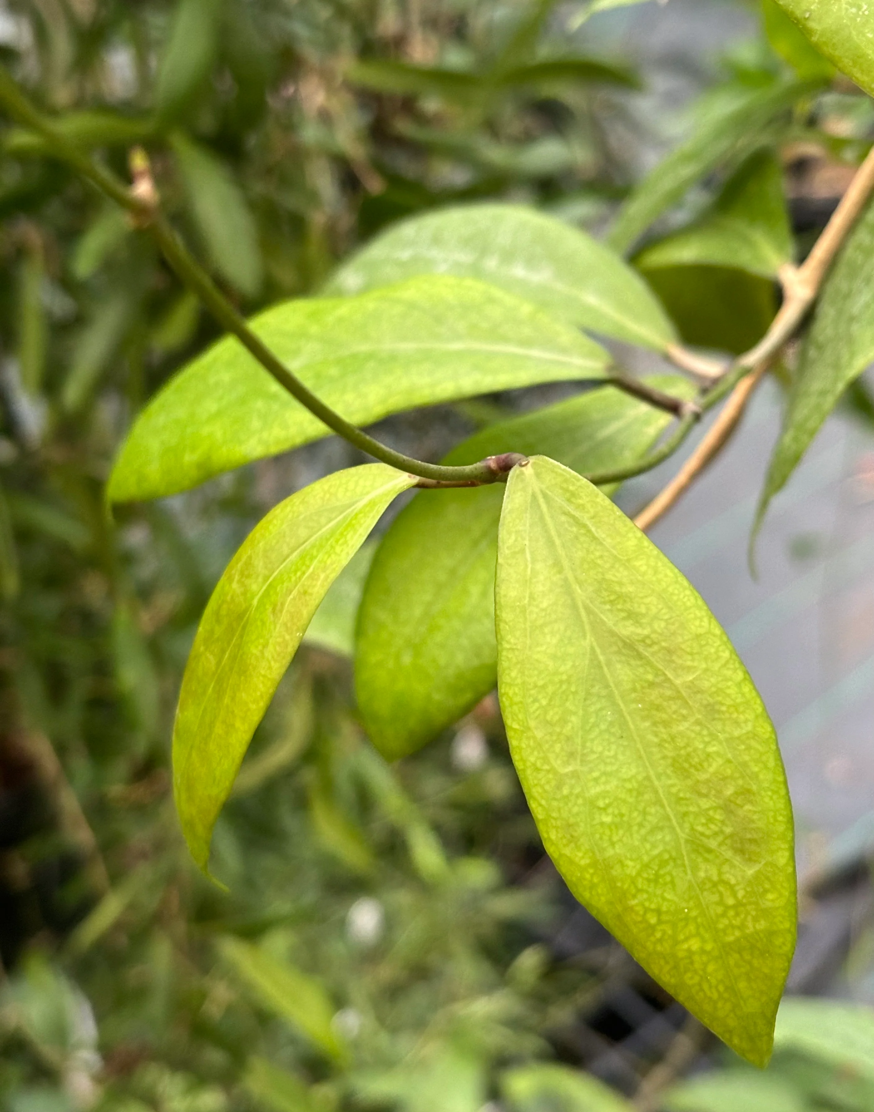 Hoya camphorifolia H147 - Image 2