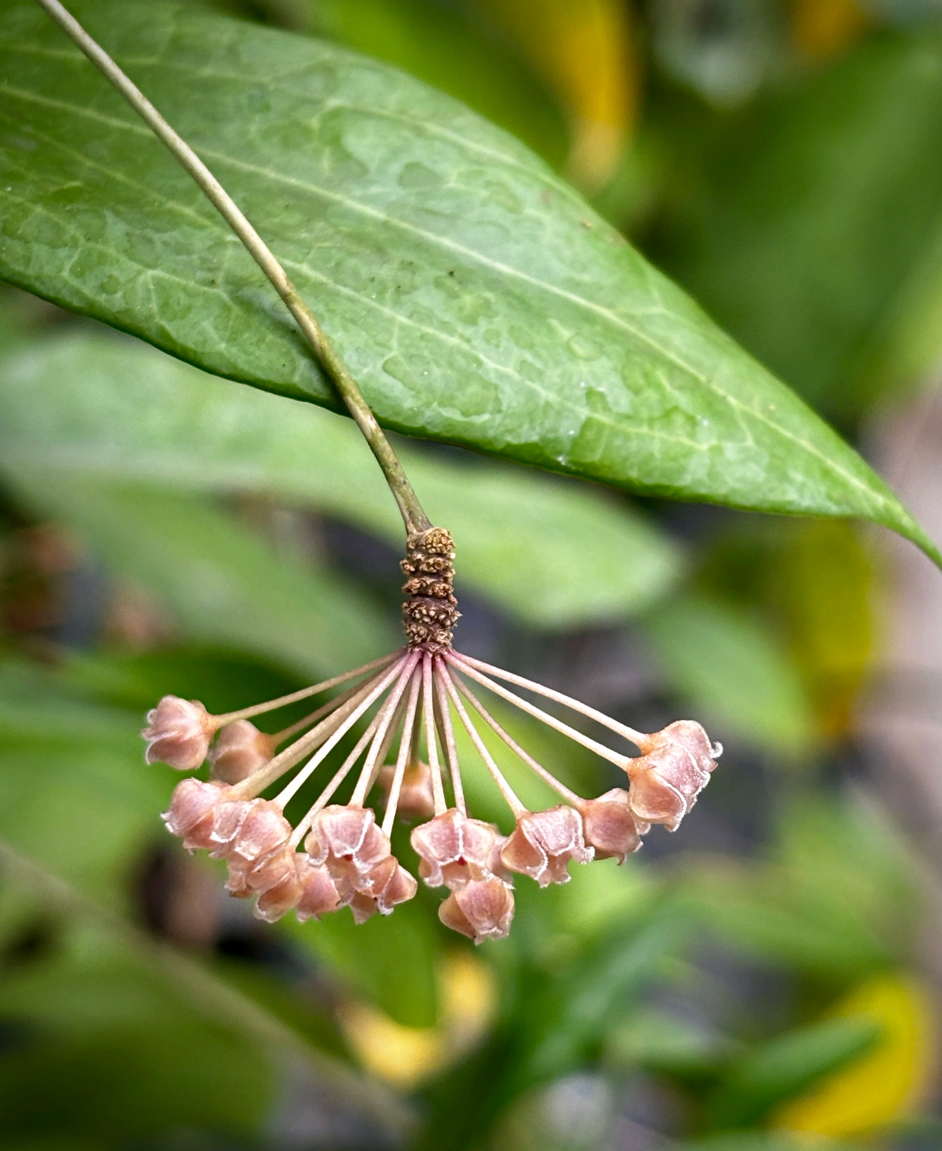 Hoya camphorifolia H147 - Image 6