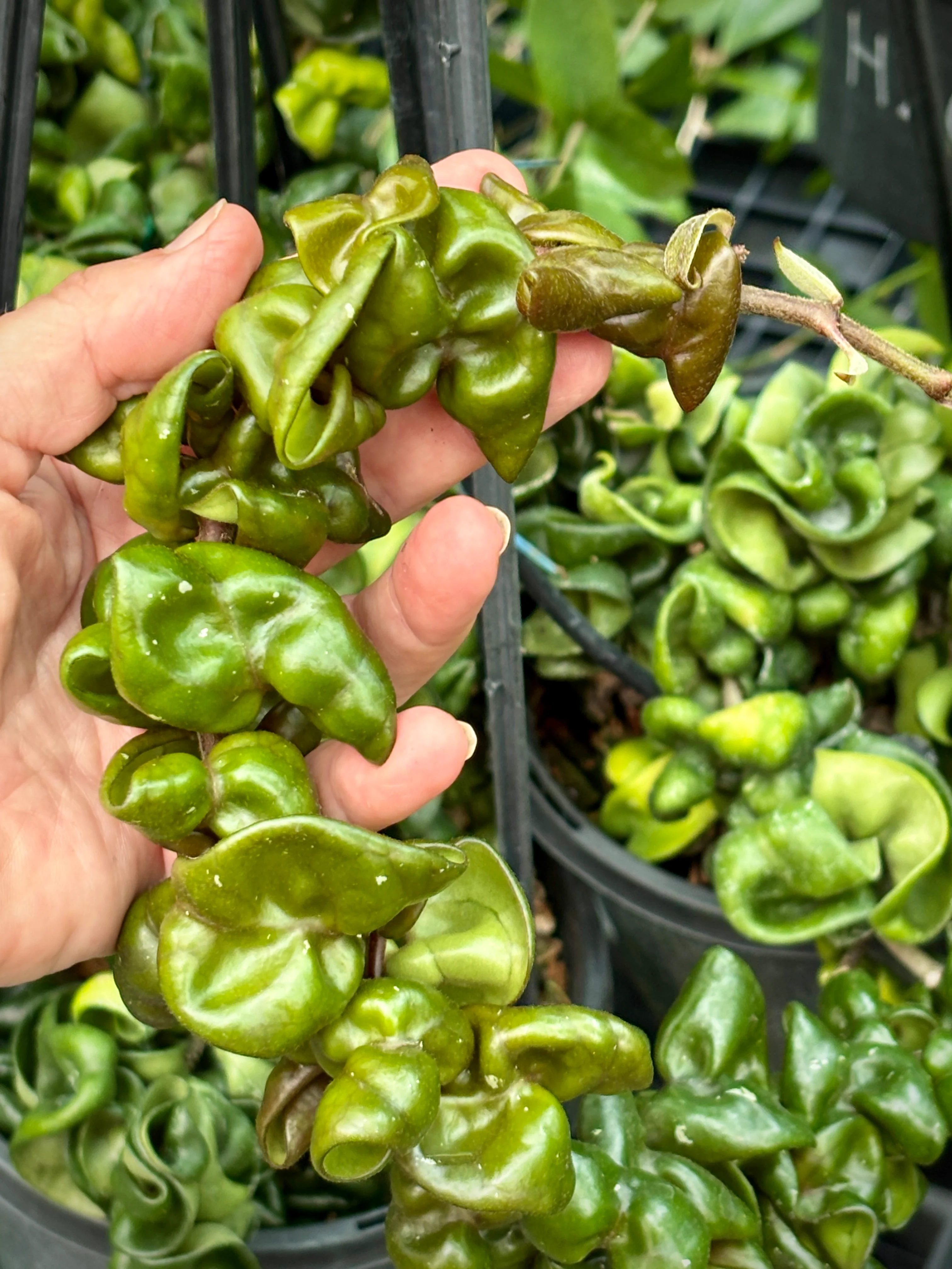 Hoya compacta Dwarf Rope H204 - Image 2