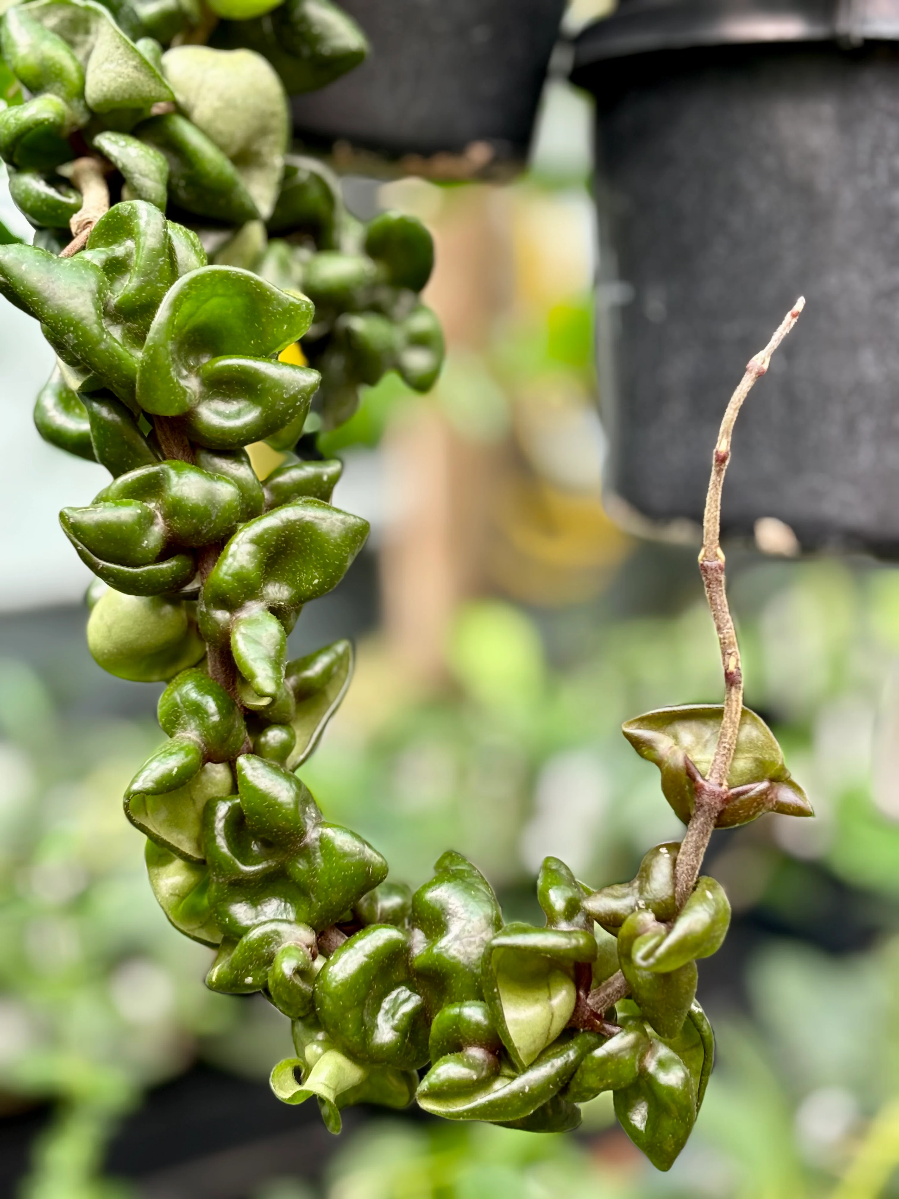 Hoya compacta Dwarf Rope H204 - Image 3
