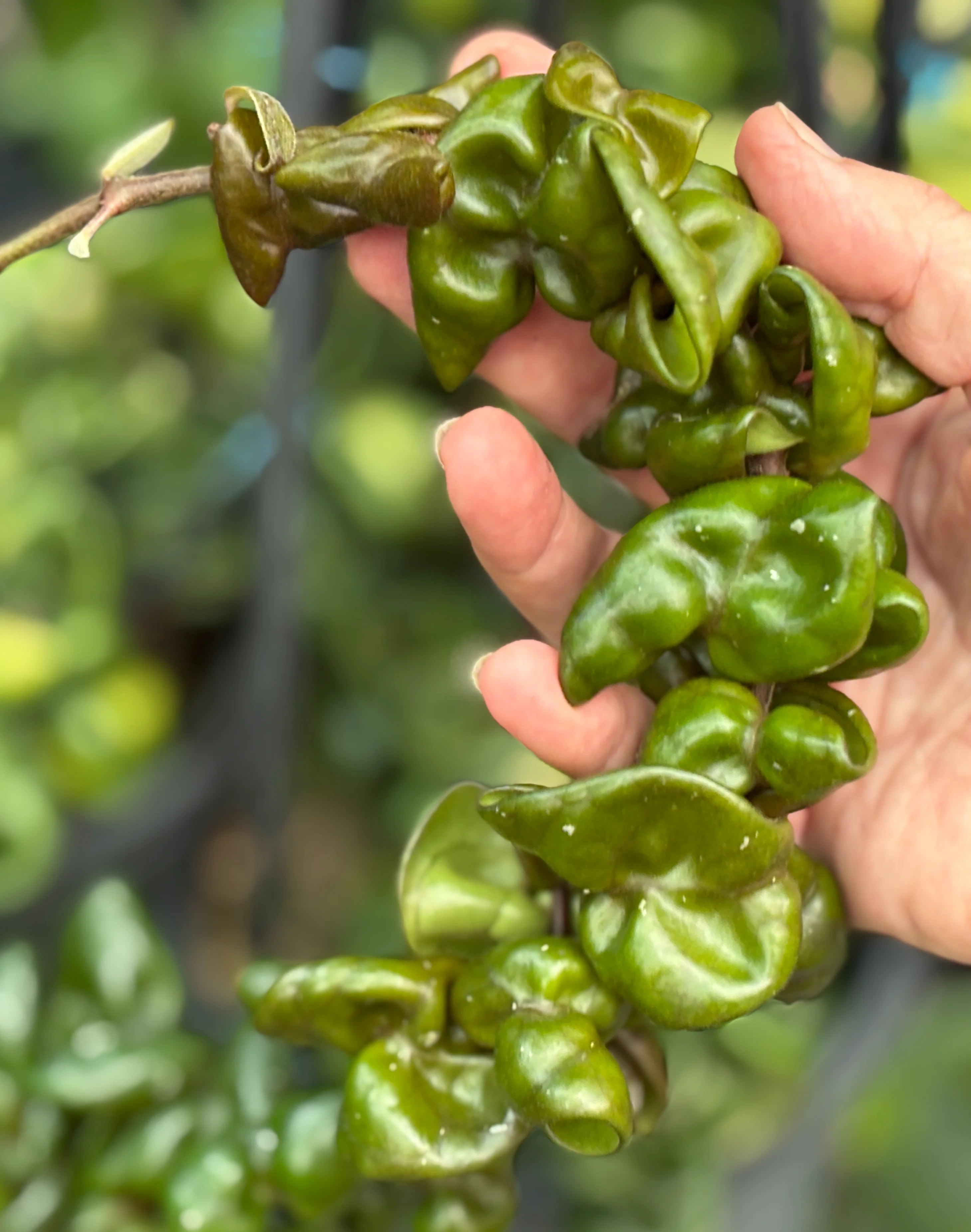 Hoya compacta Dwarf Rope H204 - Image 5