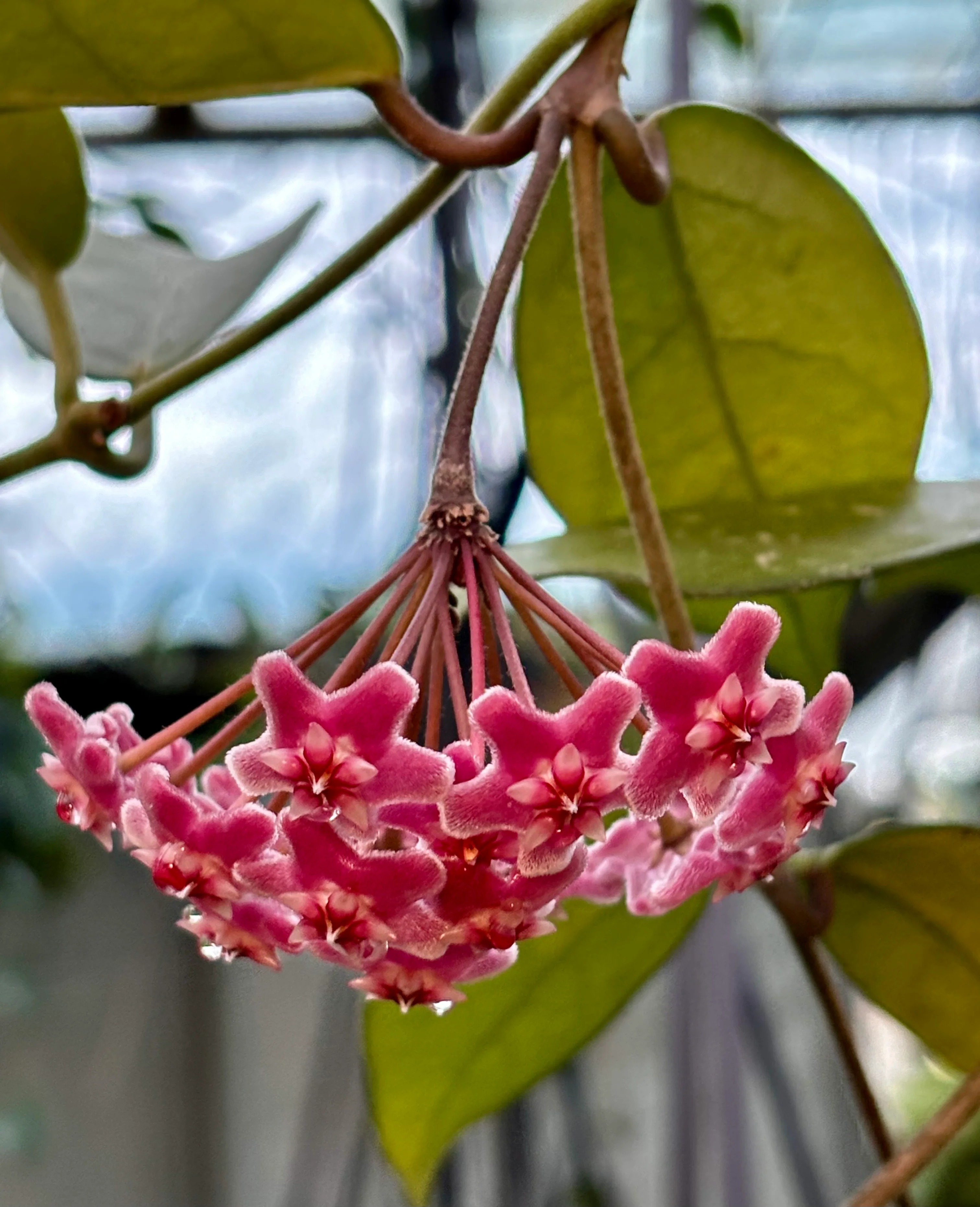 Hoya carnosa 'Green Exotica' H179 - Image 3