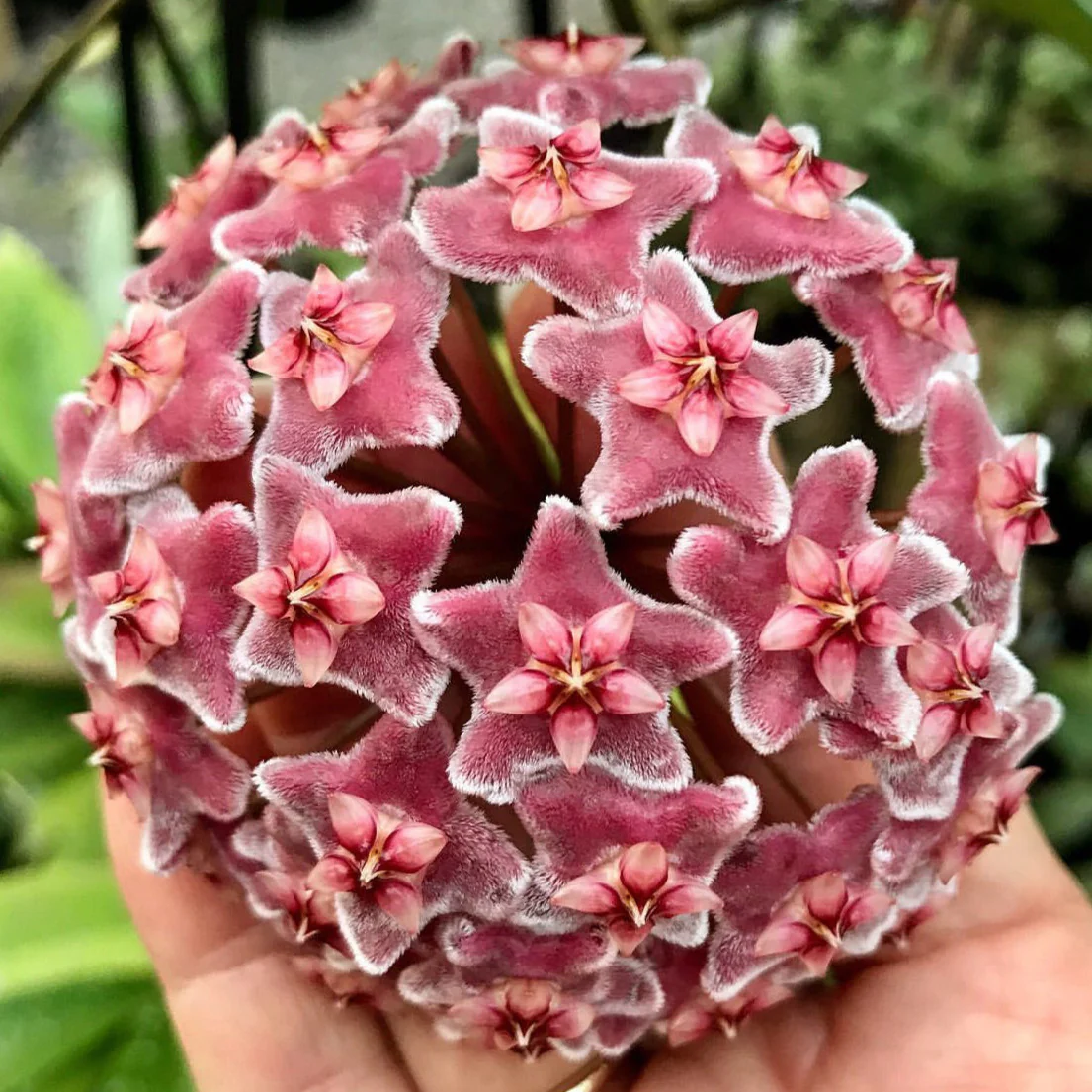 Hoya carnosa 'Green Exotica' H179 - Image 5