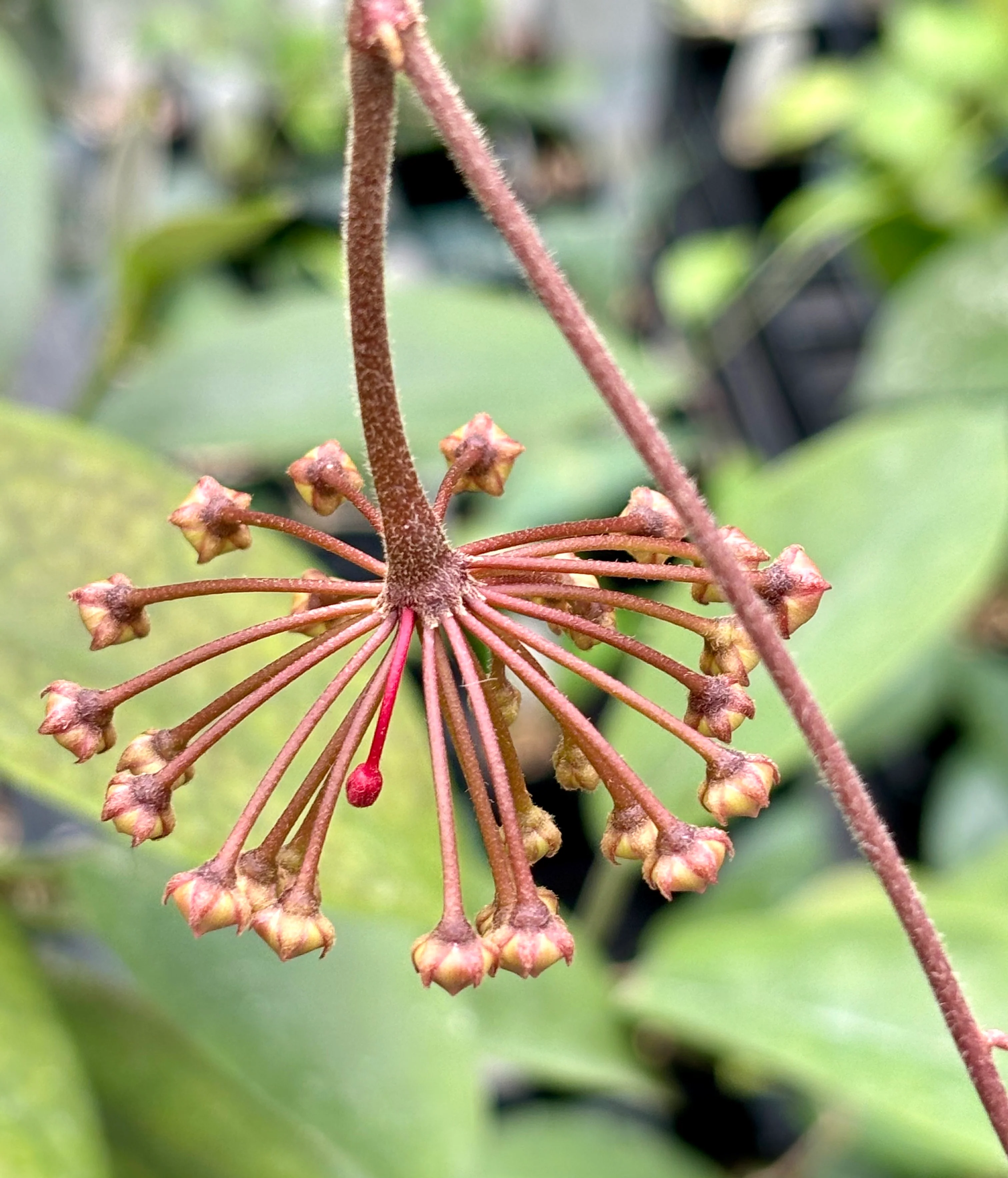 Hoya carnosa 'Green Exotica' H179 - Image 7